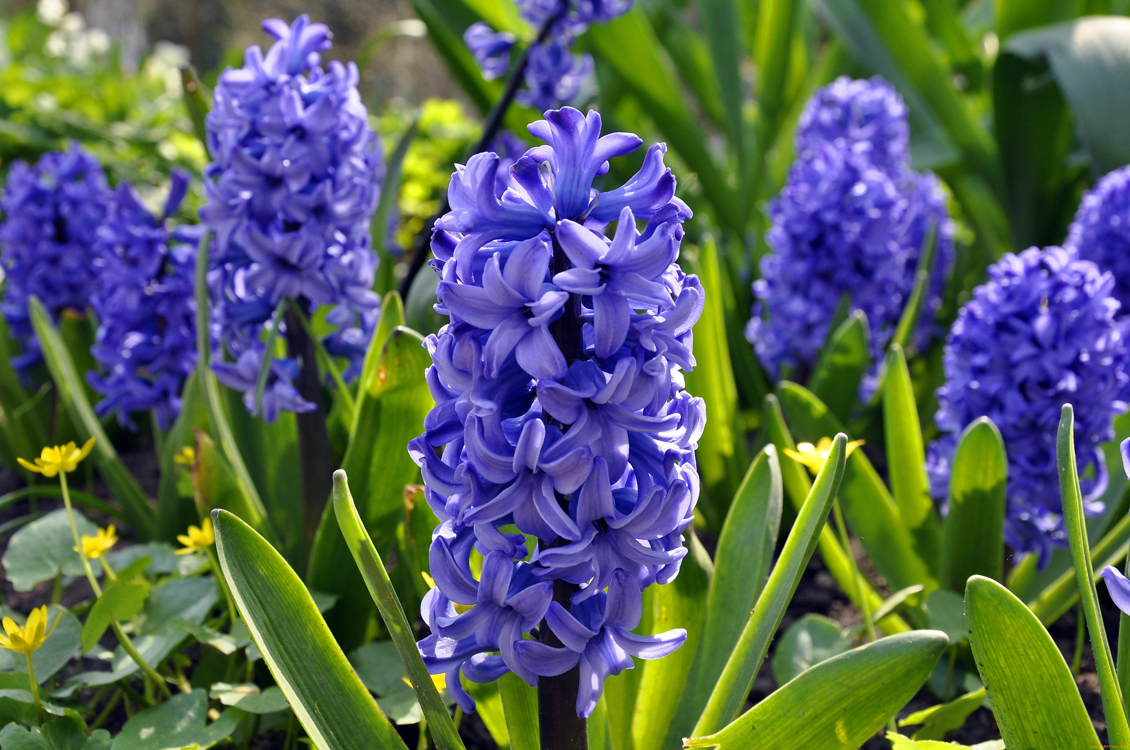 цветы, гиацинты, лето