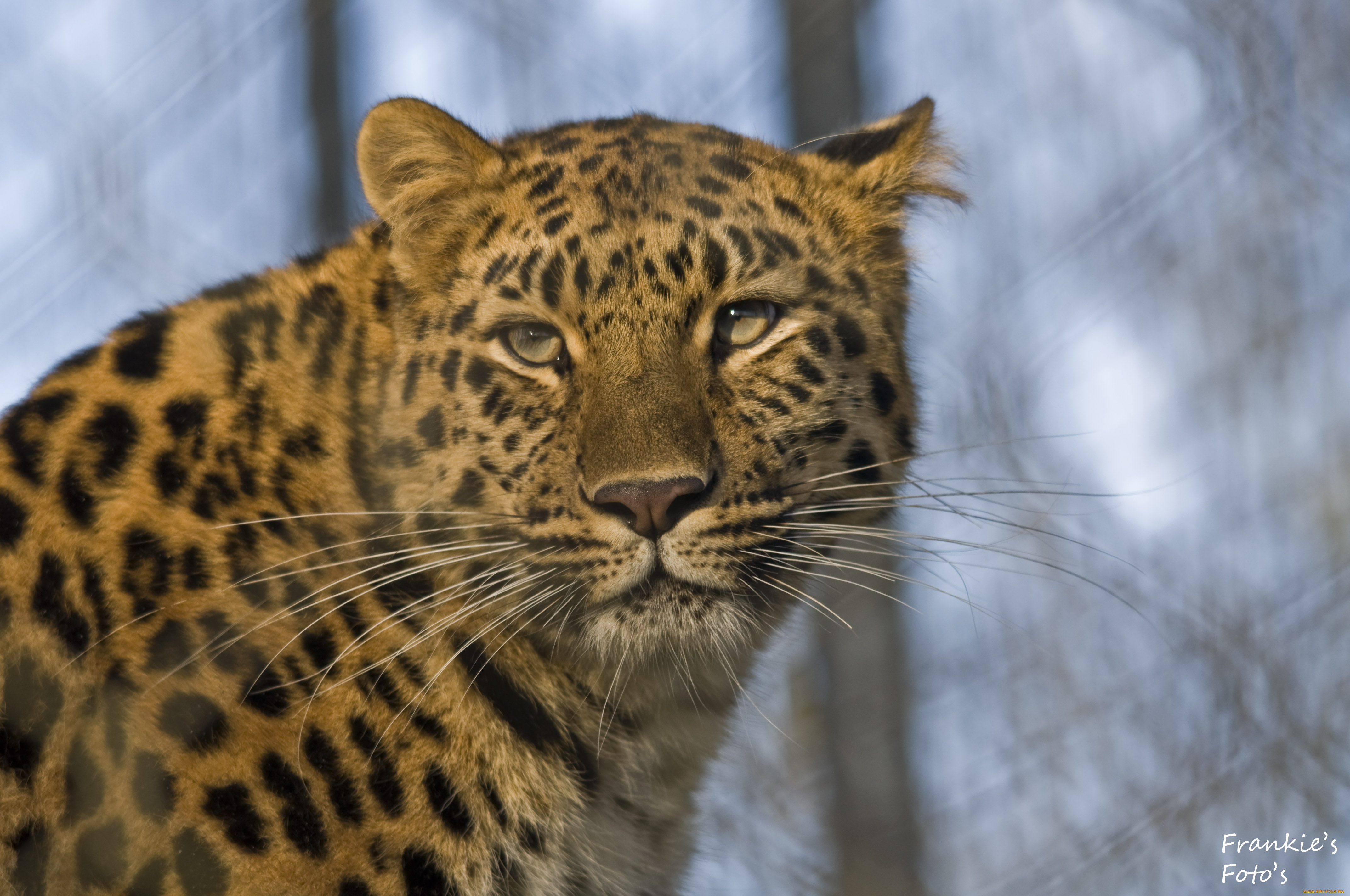 животные, леопарды, морда, усы, леопард