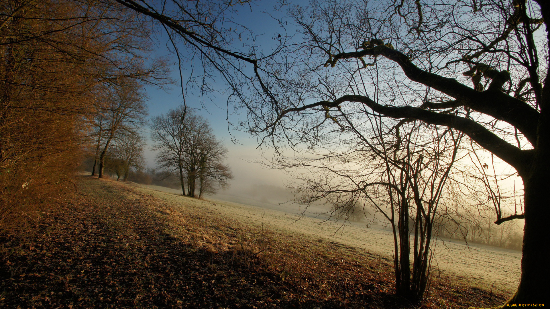 природа, деревья, туман, листья, осень