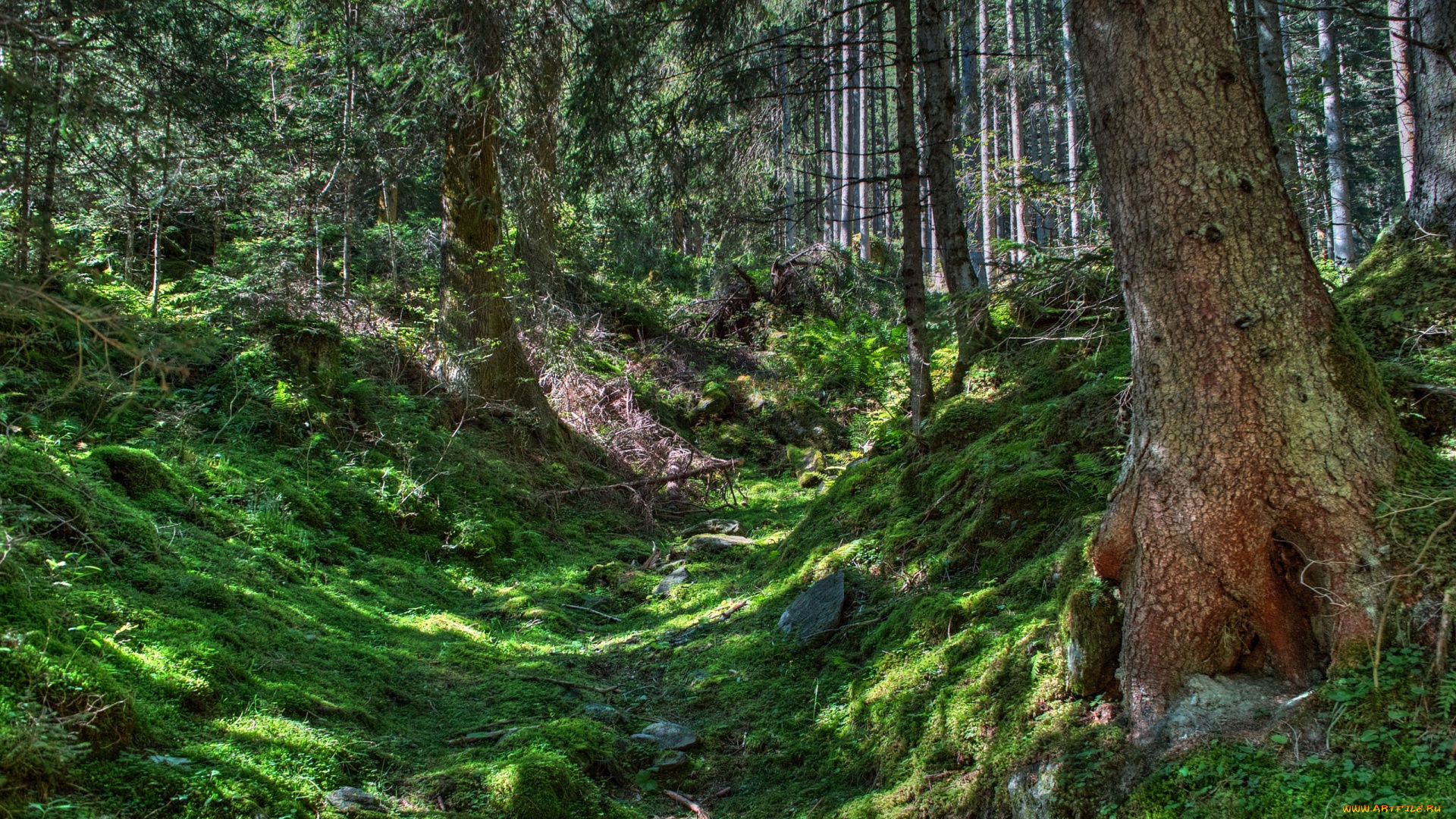 природа, лес, овражек, трава, стволы