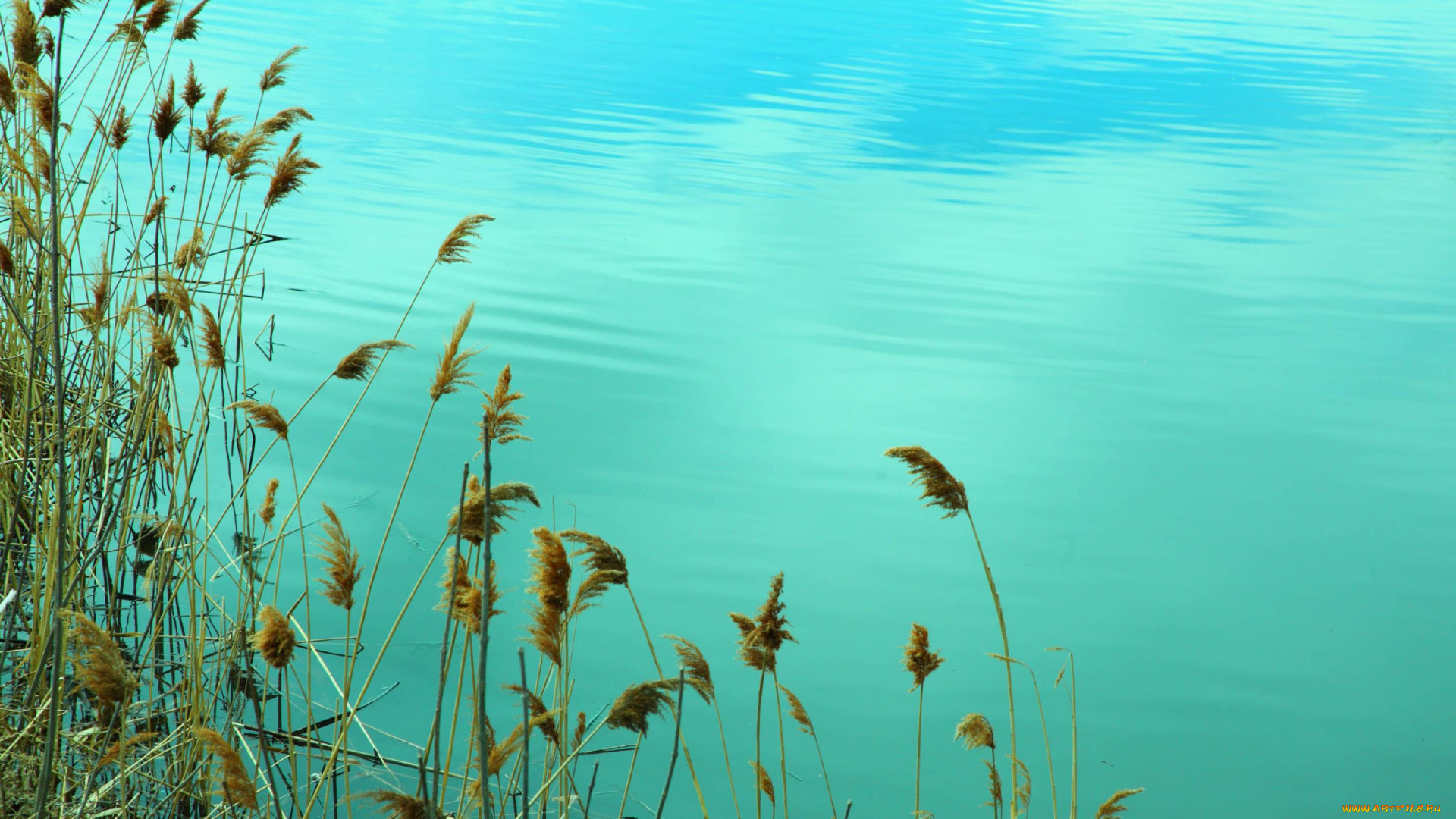 природа, реки, озера, озеро, камыши