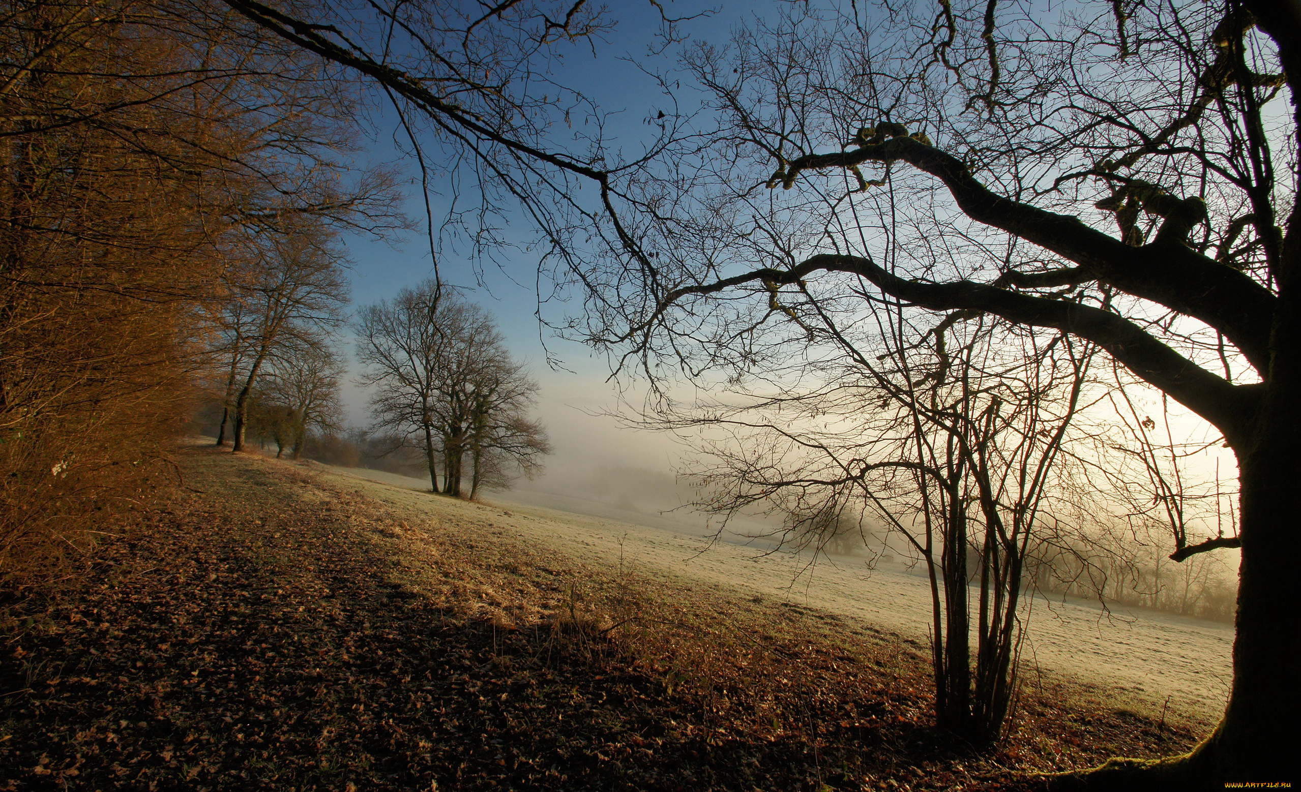 природа, деревья, туман, листья, осень