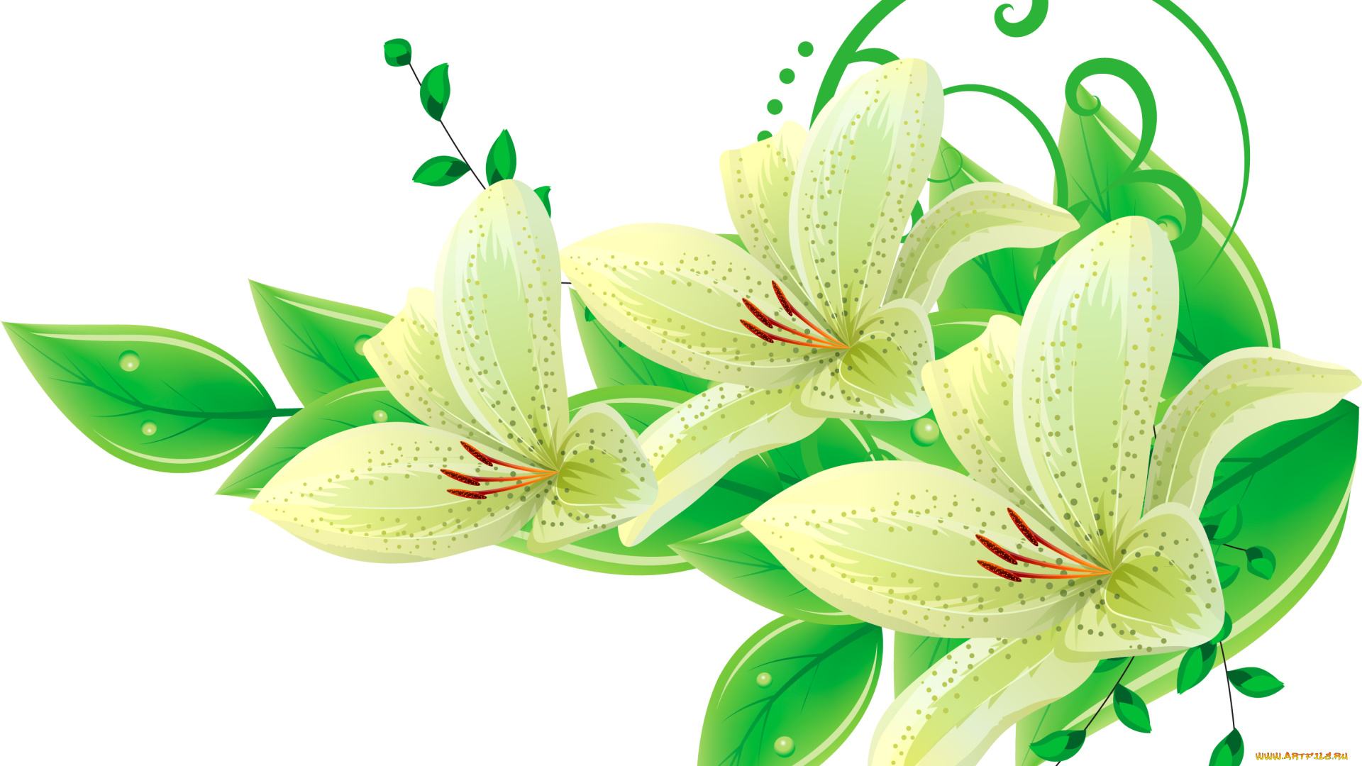 векторная, графика, лилии