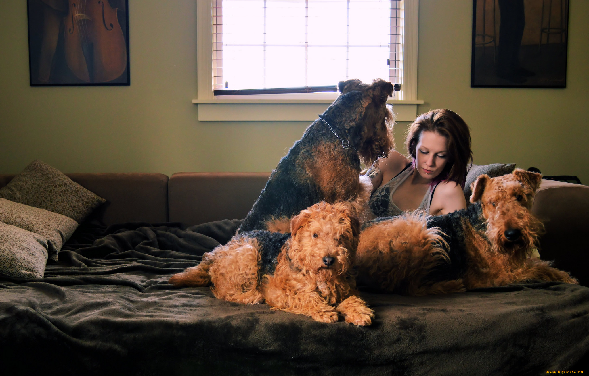 девушки, -unsort, , брюнетки, , шатенки, хоэяйка, собаки, диван, комната