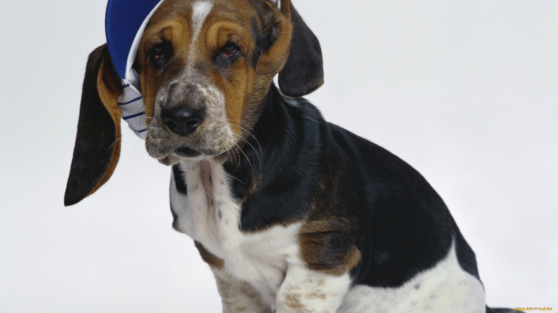 бассет-хаунд, животные, собаки, кепка, собака, basset, hound