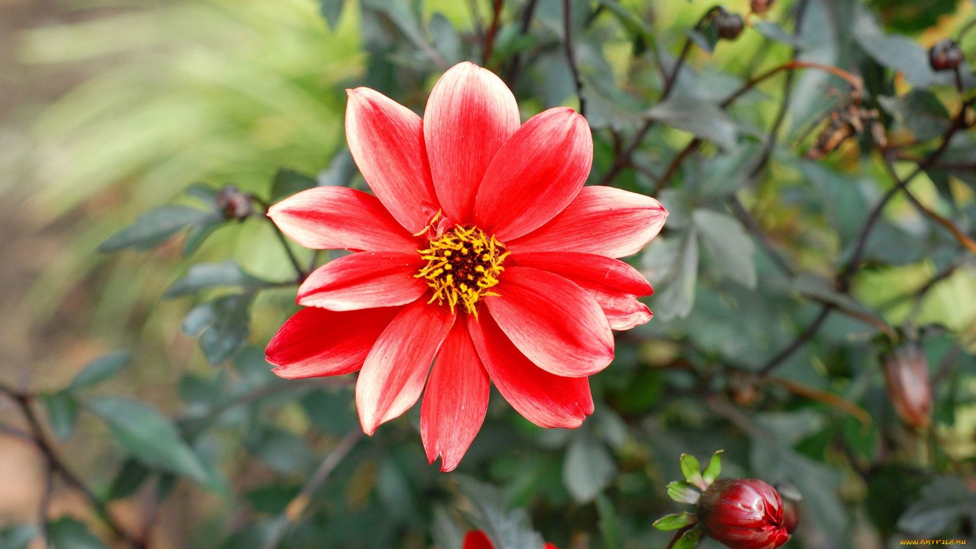 цветы, георгины, фон, лепестки