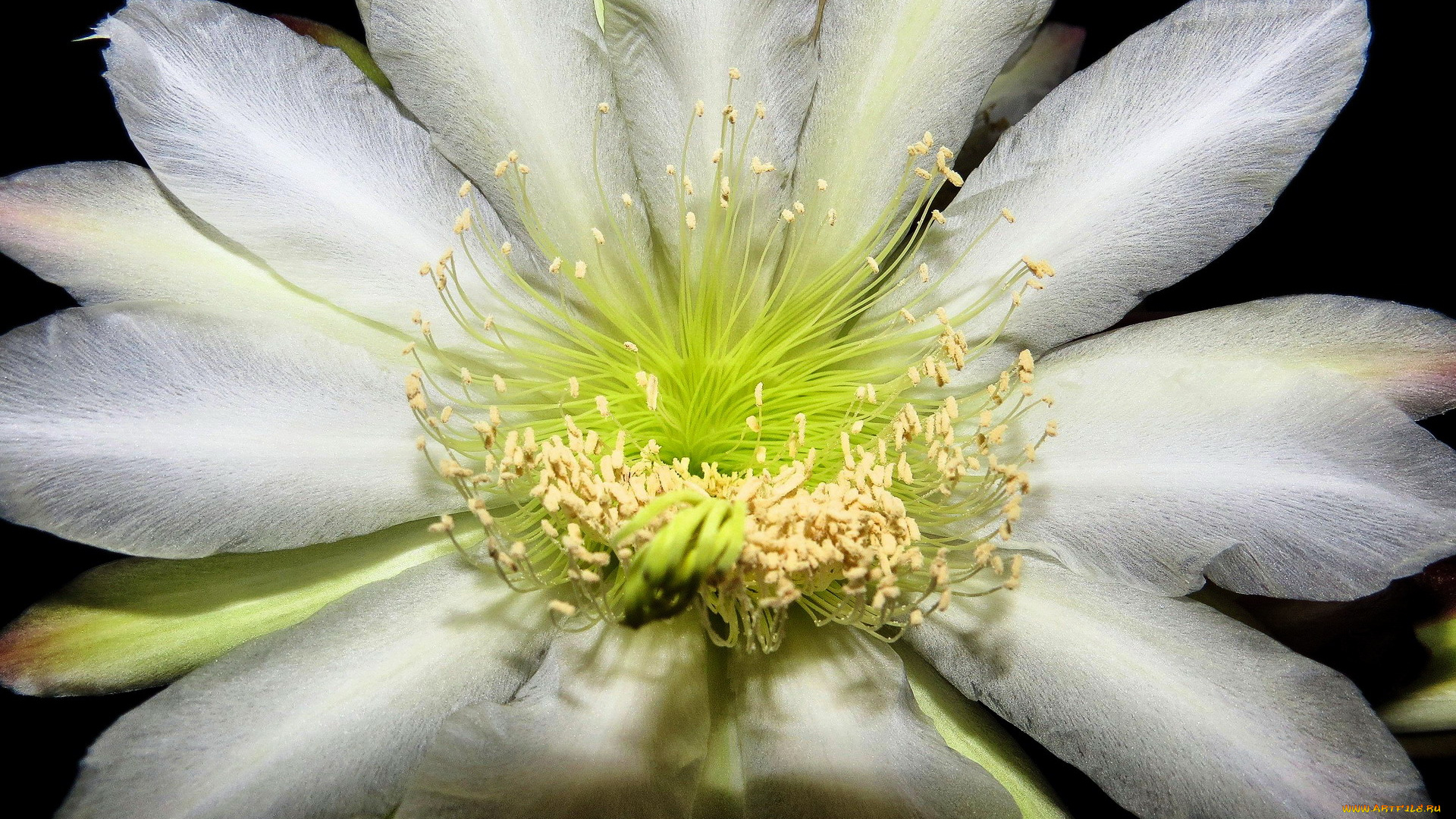 цветы, кактусы, колючки