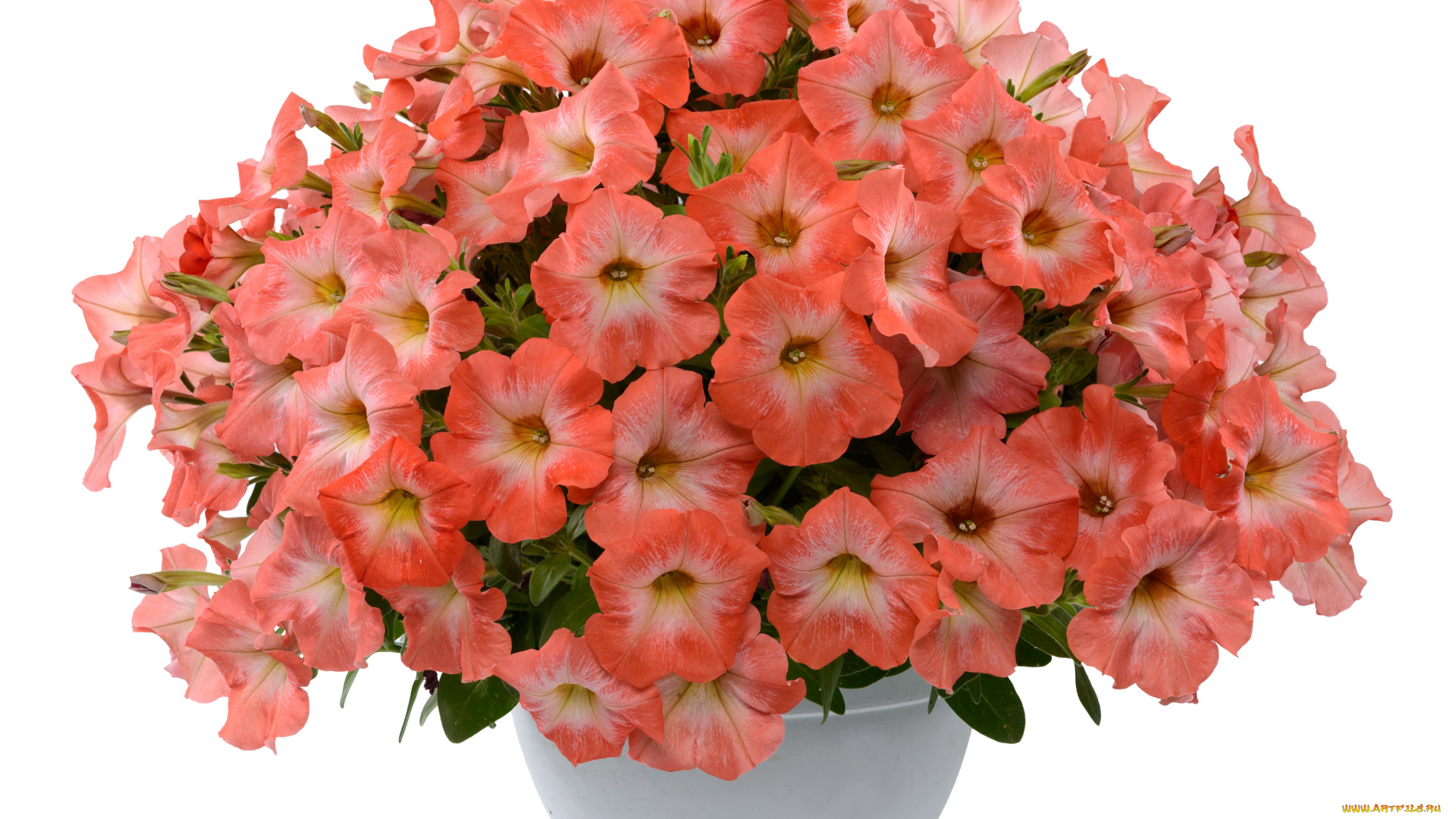 цветы, петунии, , калибрахоа, много, розовый, петунья, вазон