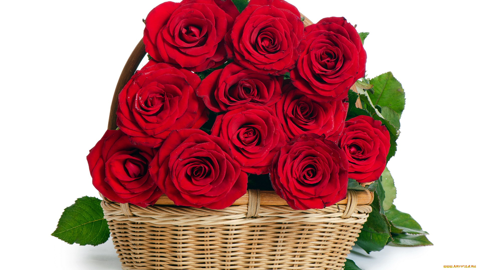 цветы, розы, корзинка