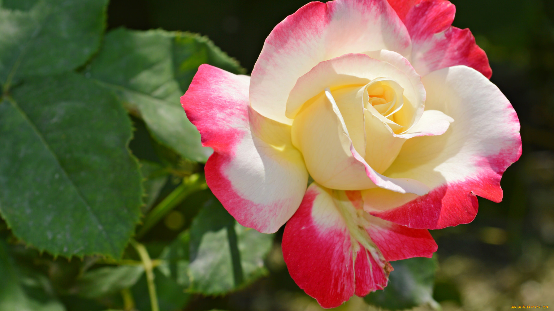 цветы, розы, куст, листья, лепестки, роза