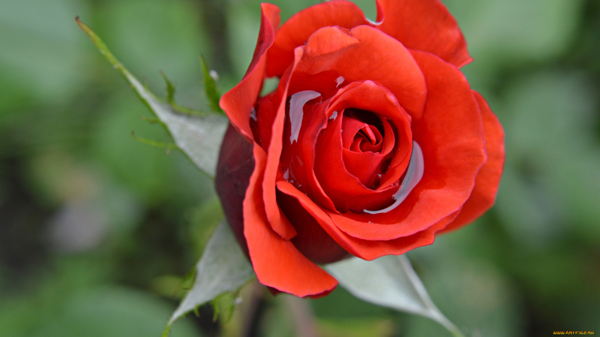 цветы, розы, вода, лепестки, бутон, роза, макро