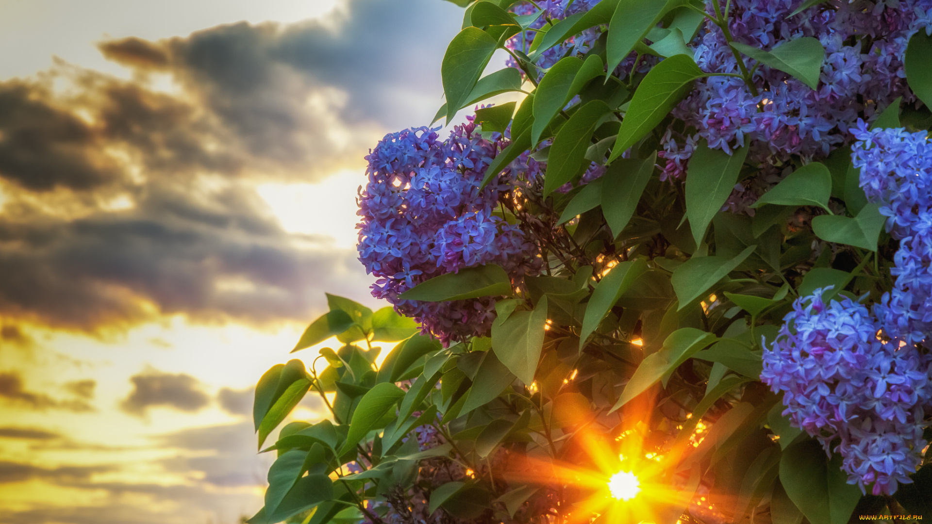 цветы, сирень, свет, цветки, листья