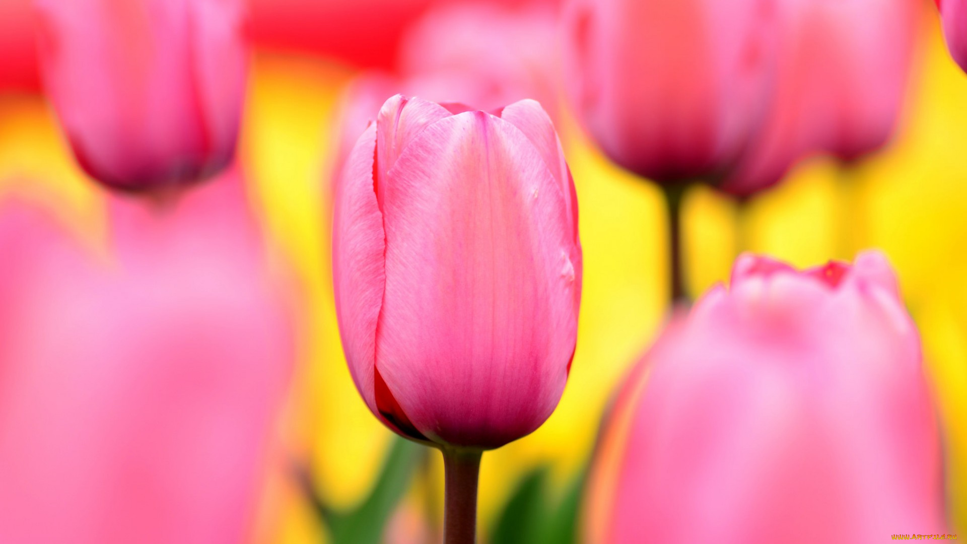 цветы, тюльпаны, макро, ярко