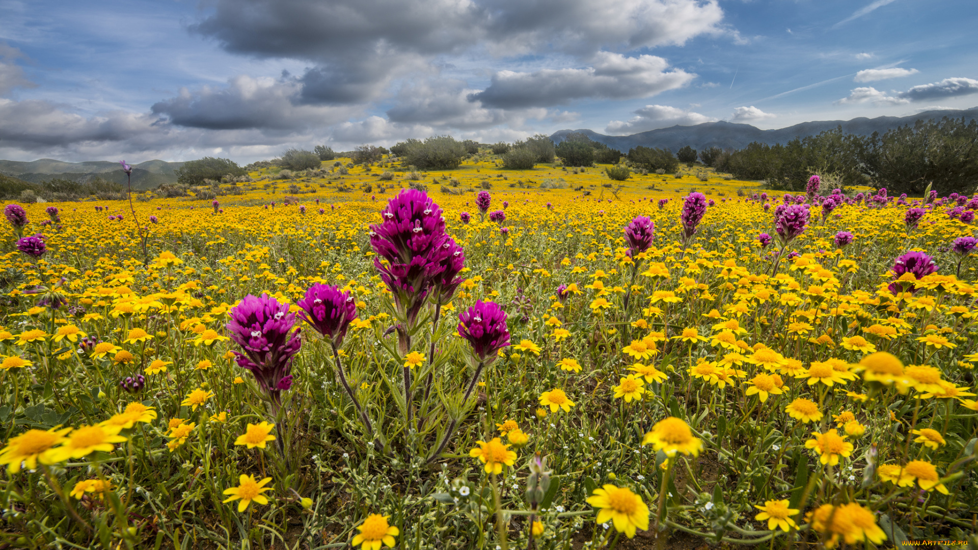 природа, луга, кустарник, цветы, трава