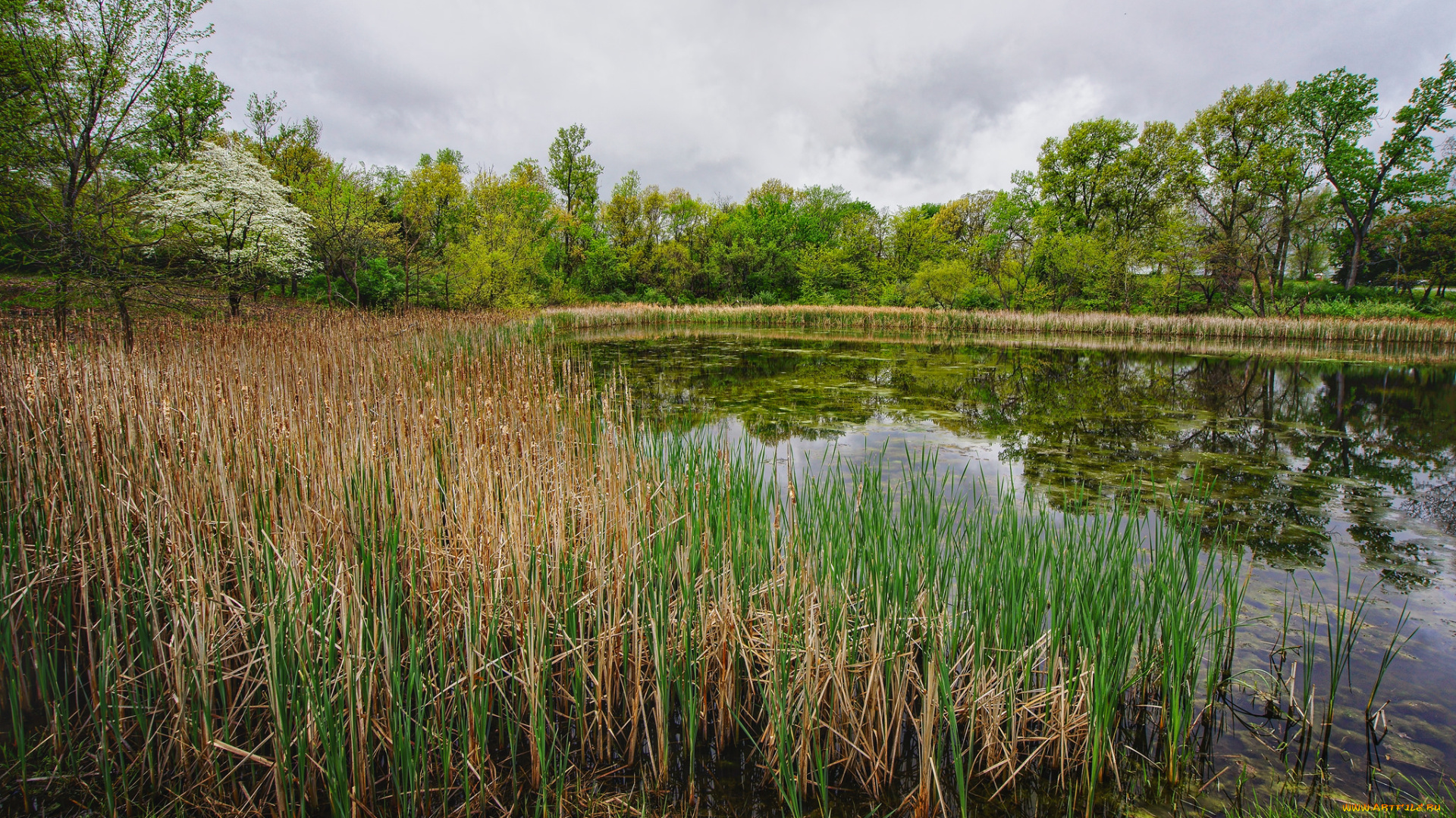 природа, реки, озера, река, лес