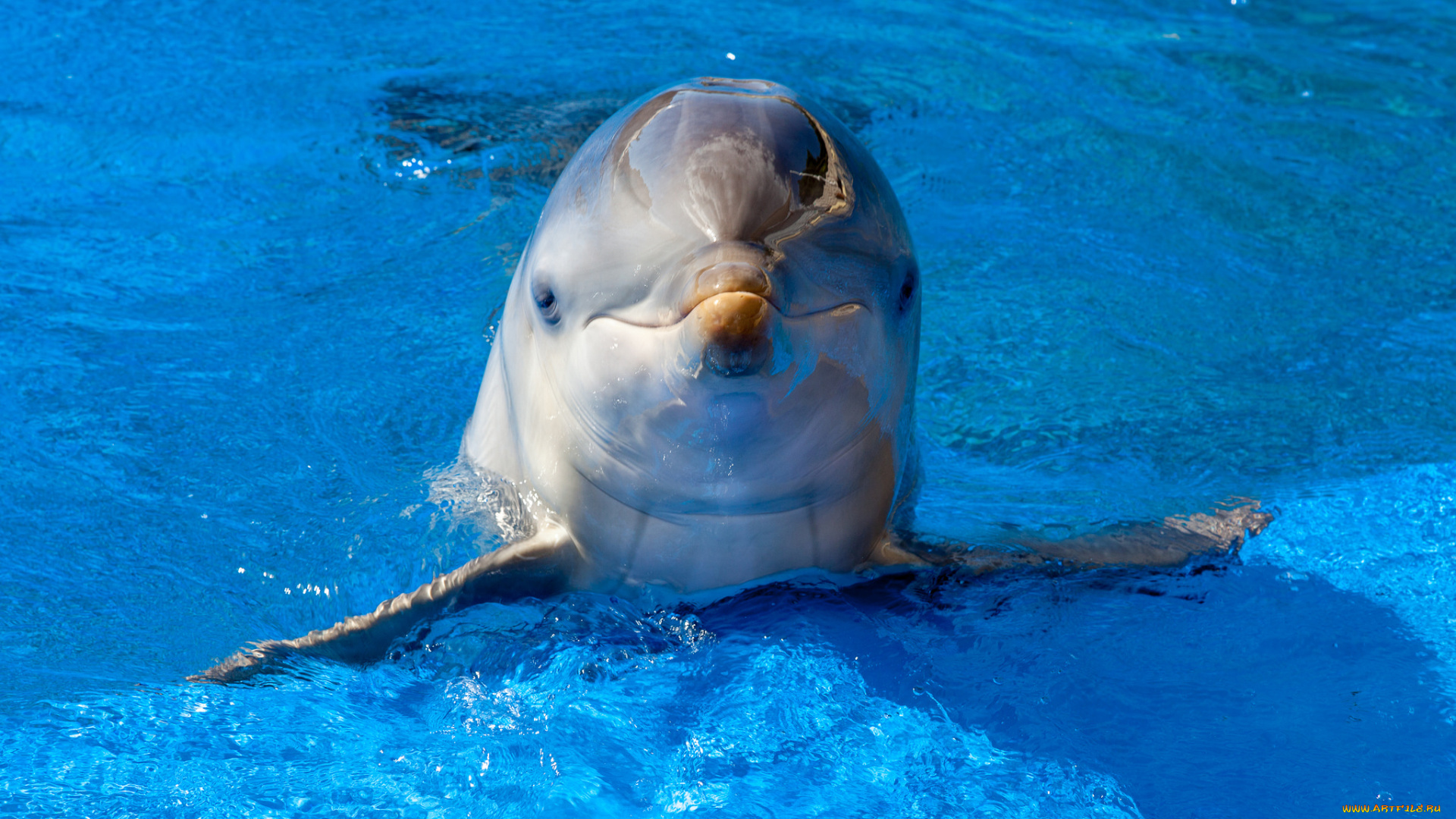 животные, дельфины, дельфин