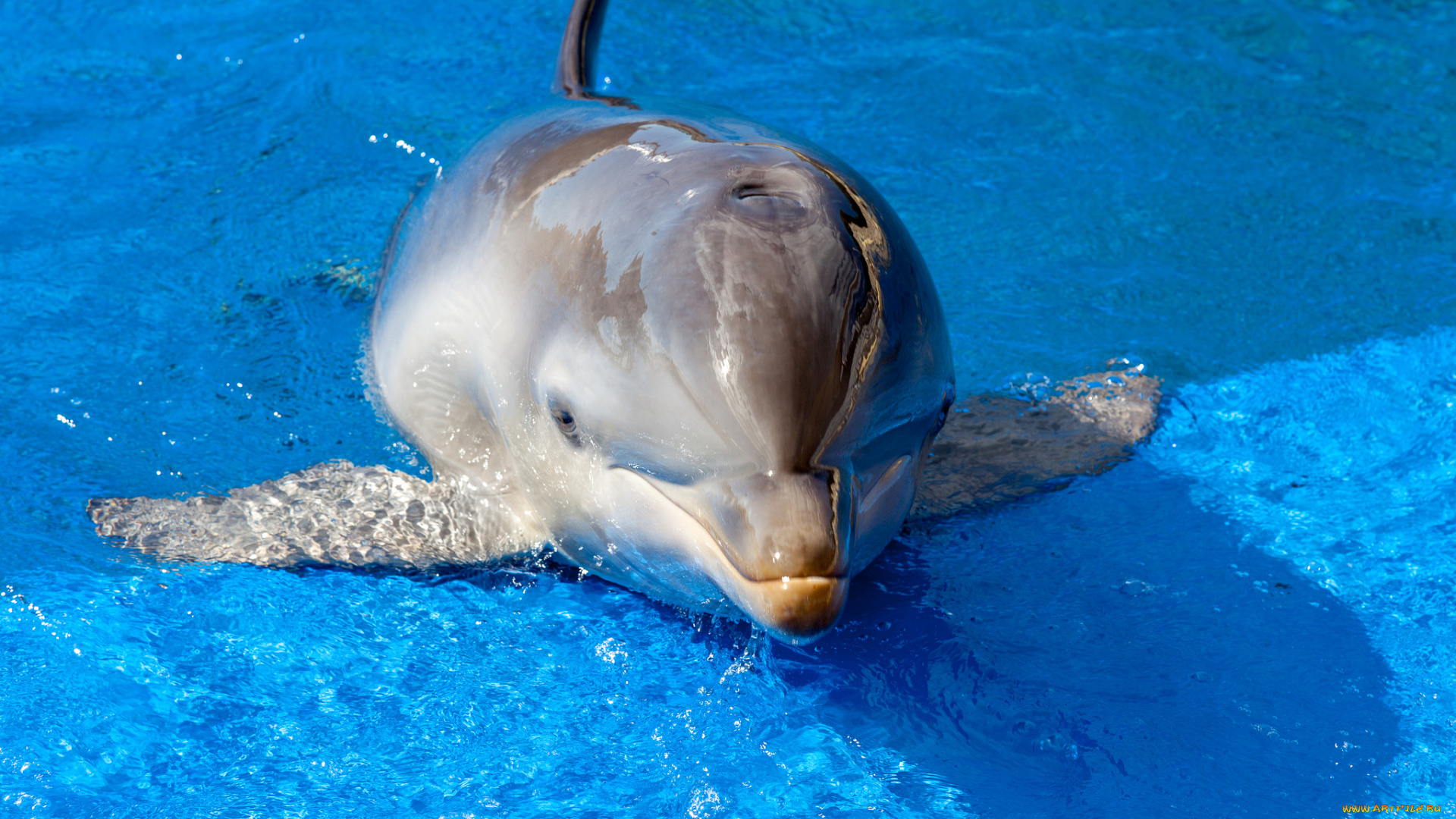 животные, дельфины, дельфин