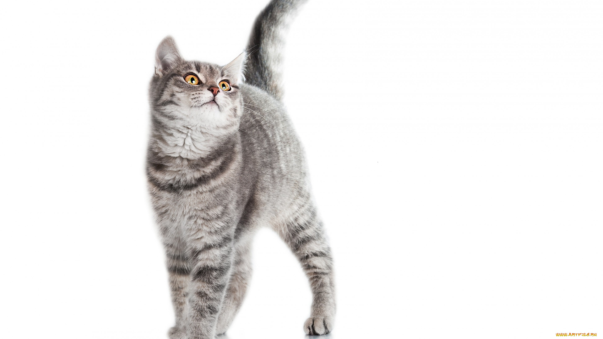 животные, коты, окрас, взгляд, животное, кот, белый, фон, хвост