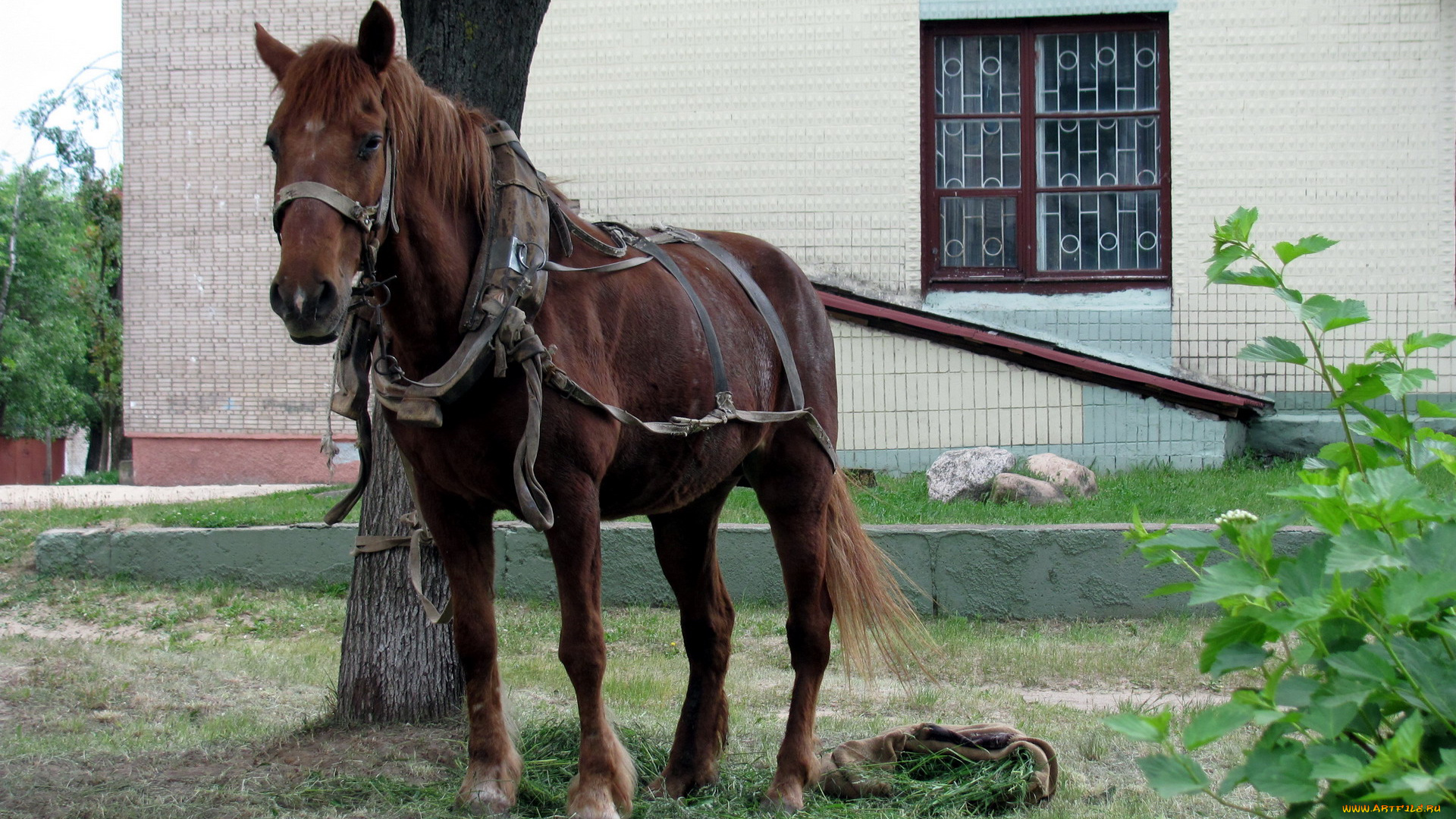 животные, лошади, упряжь