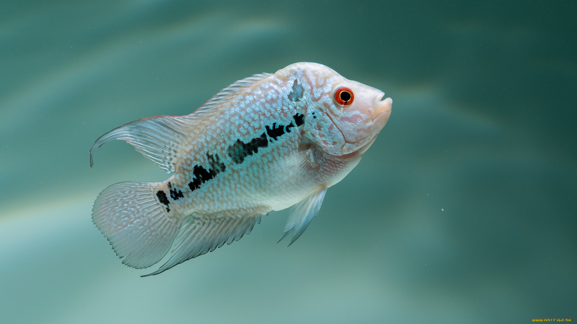 животные, рыбы, рыбка