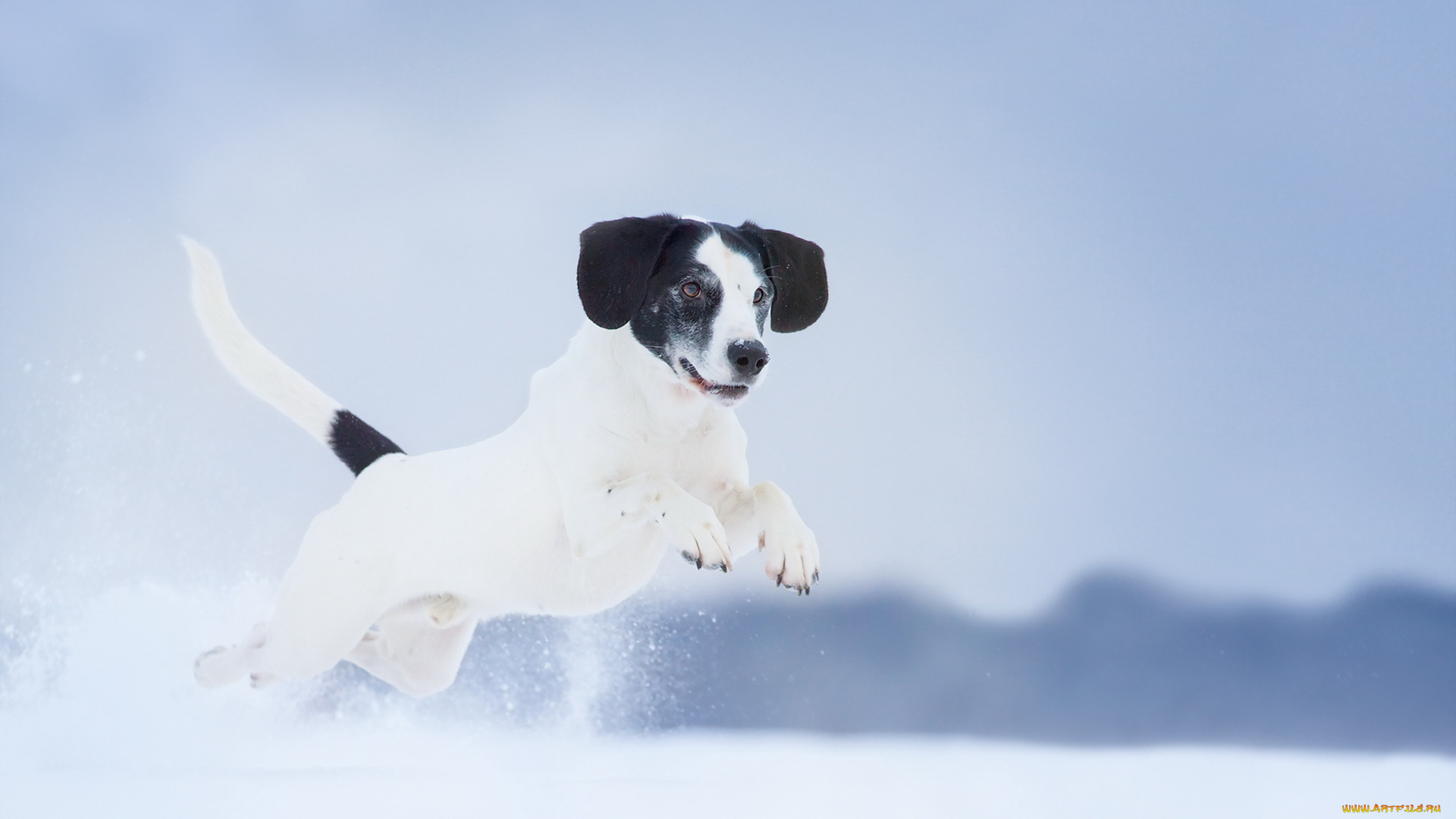 животные, собаки, друг, взгляд, собака, зима