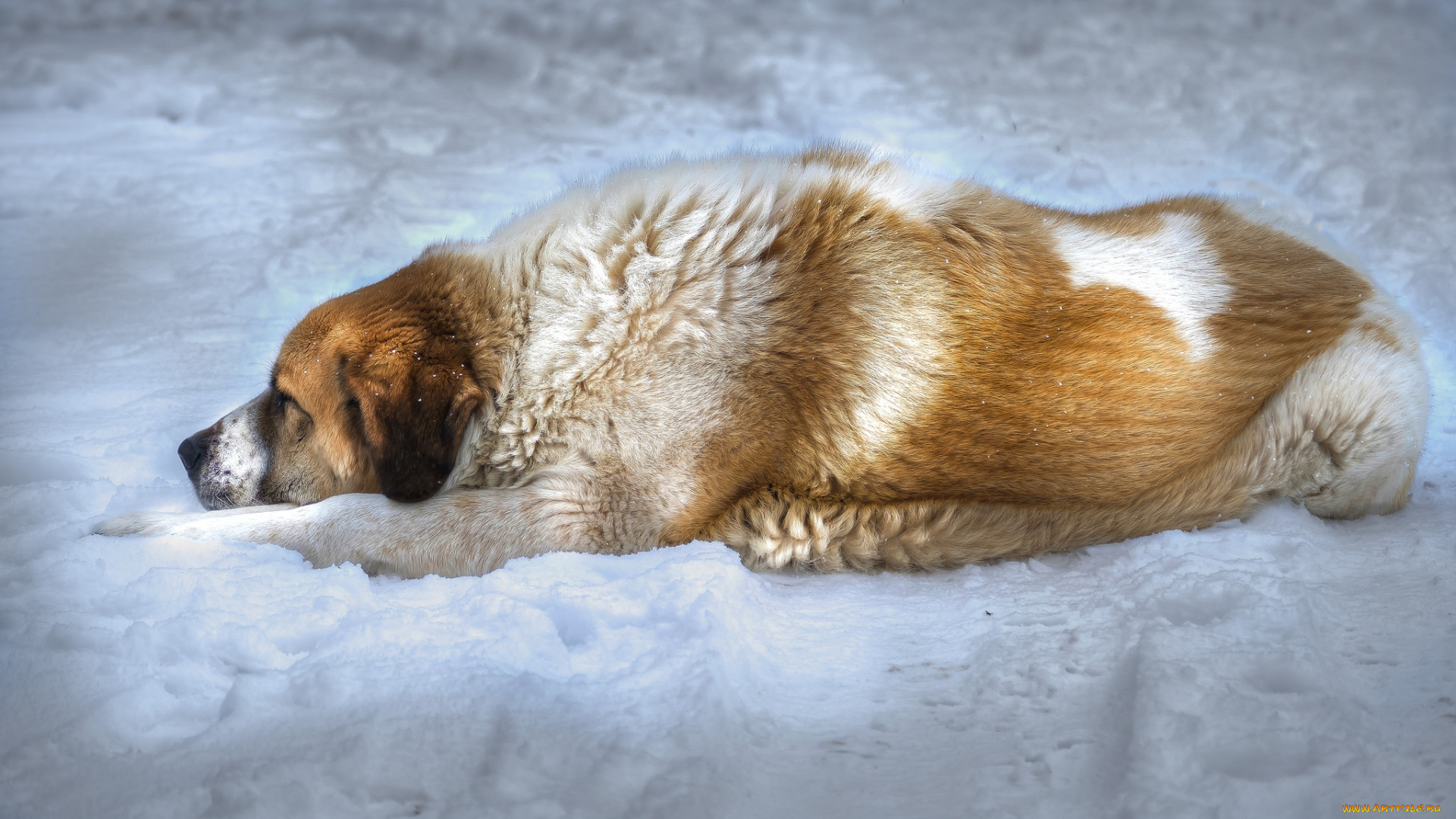 животные, собаки, пес