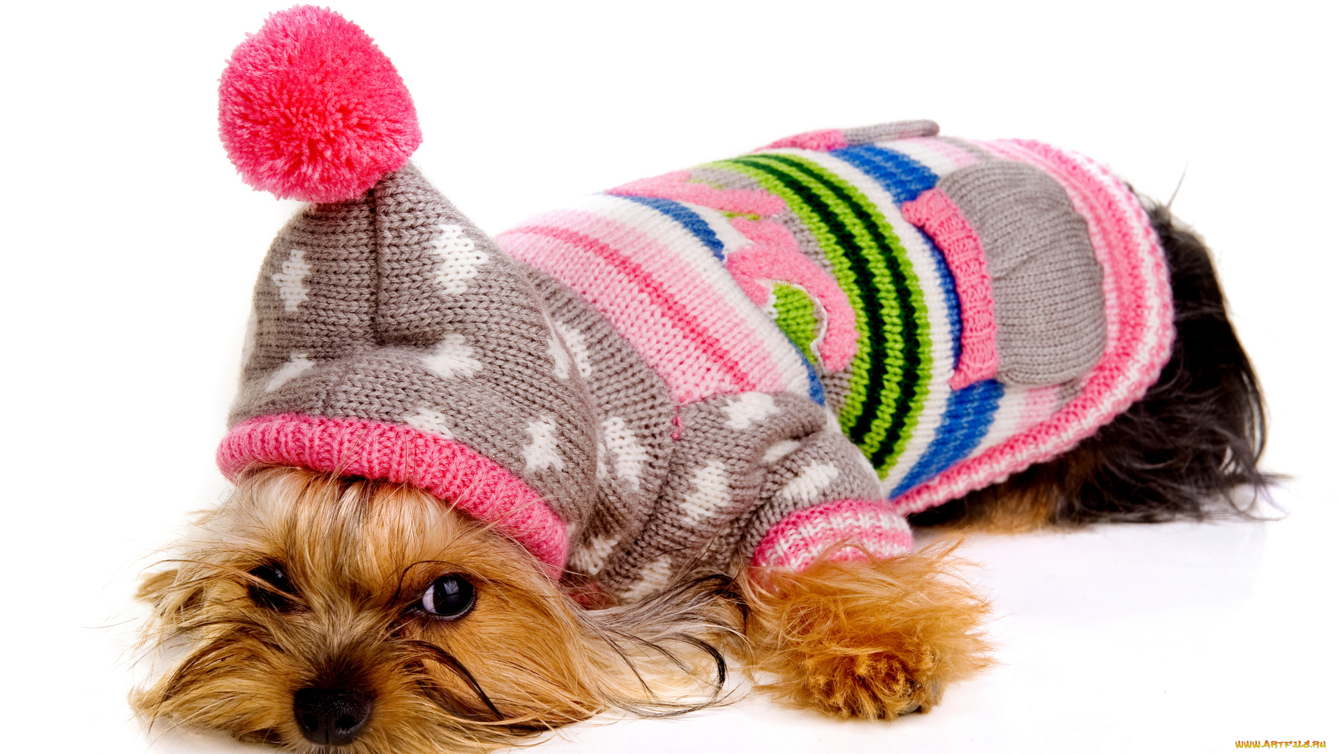 животные, собаки, свитер, шапка, терьер, собака