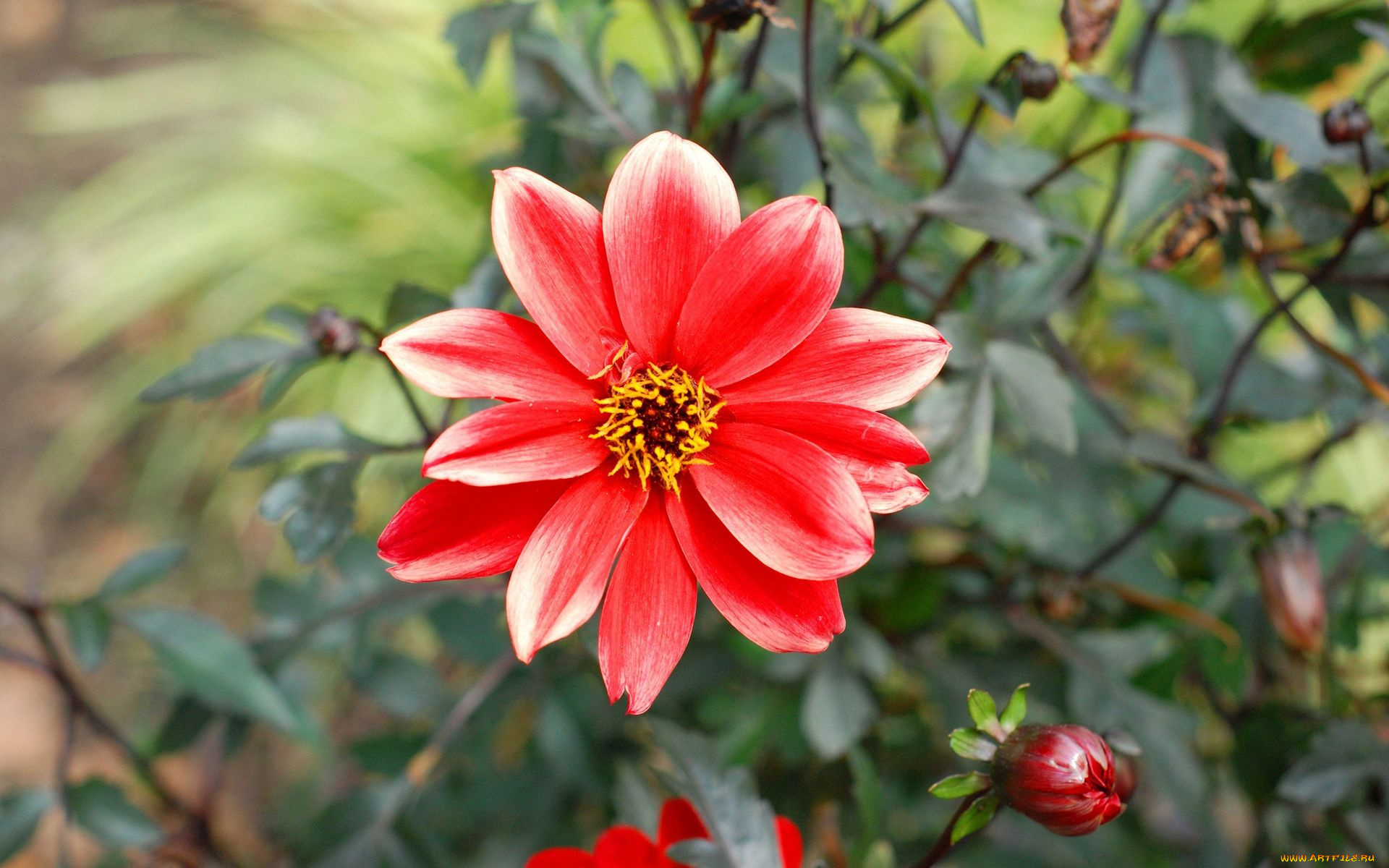 цветы, георгины, фон, лепестки