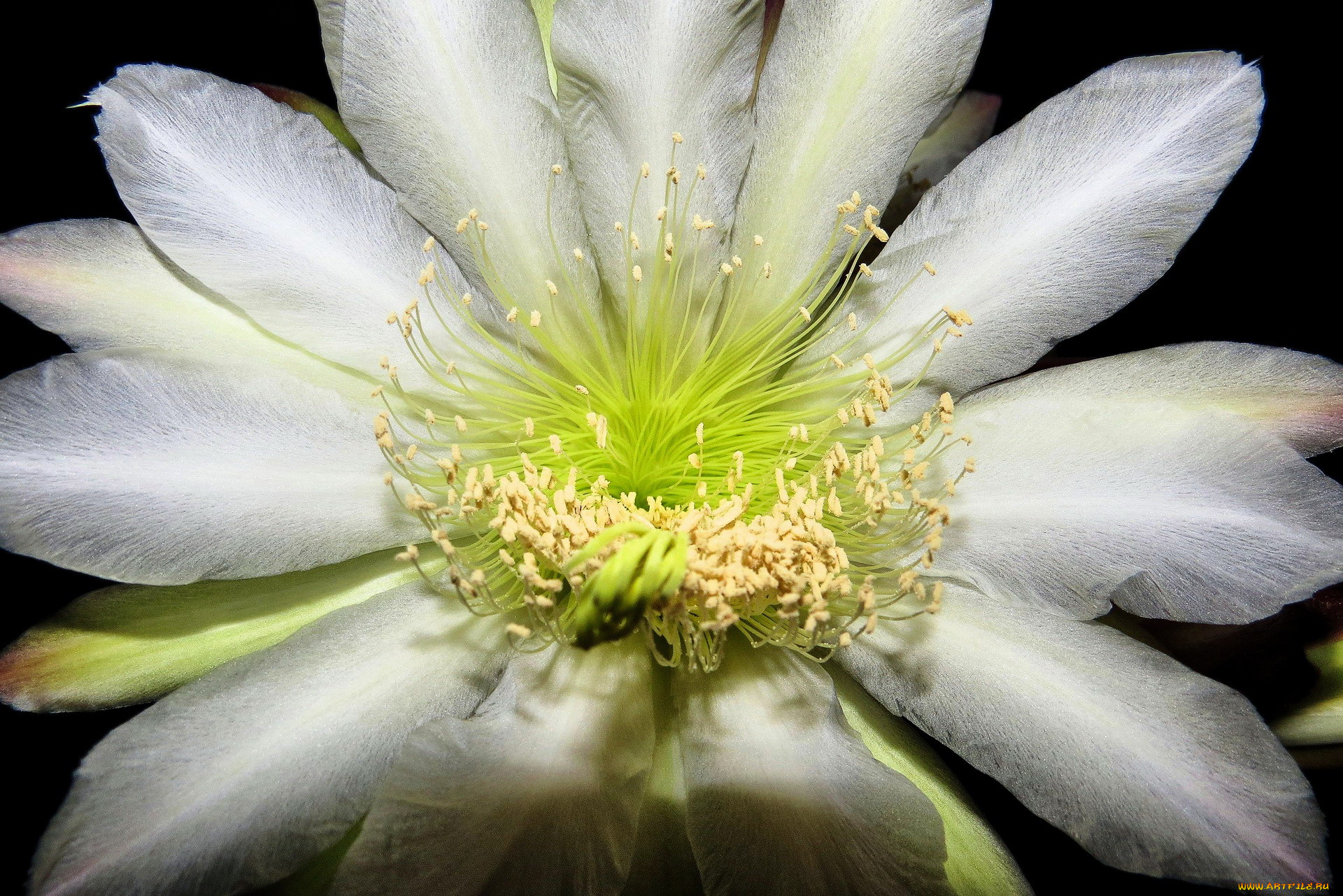 цветы, кактусы, колючки