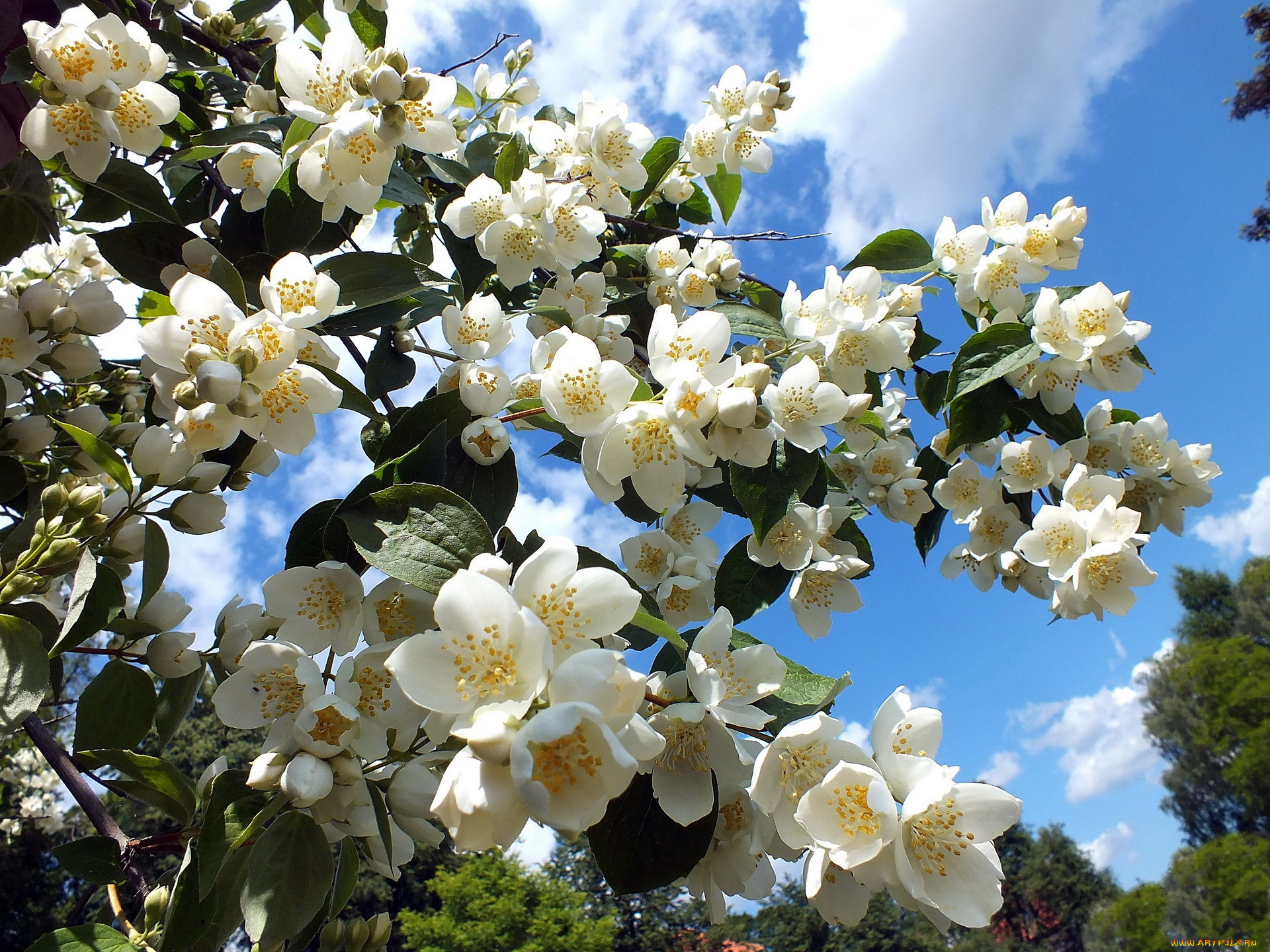 цветы, жасмин, белый