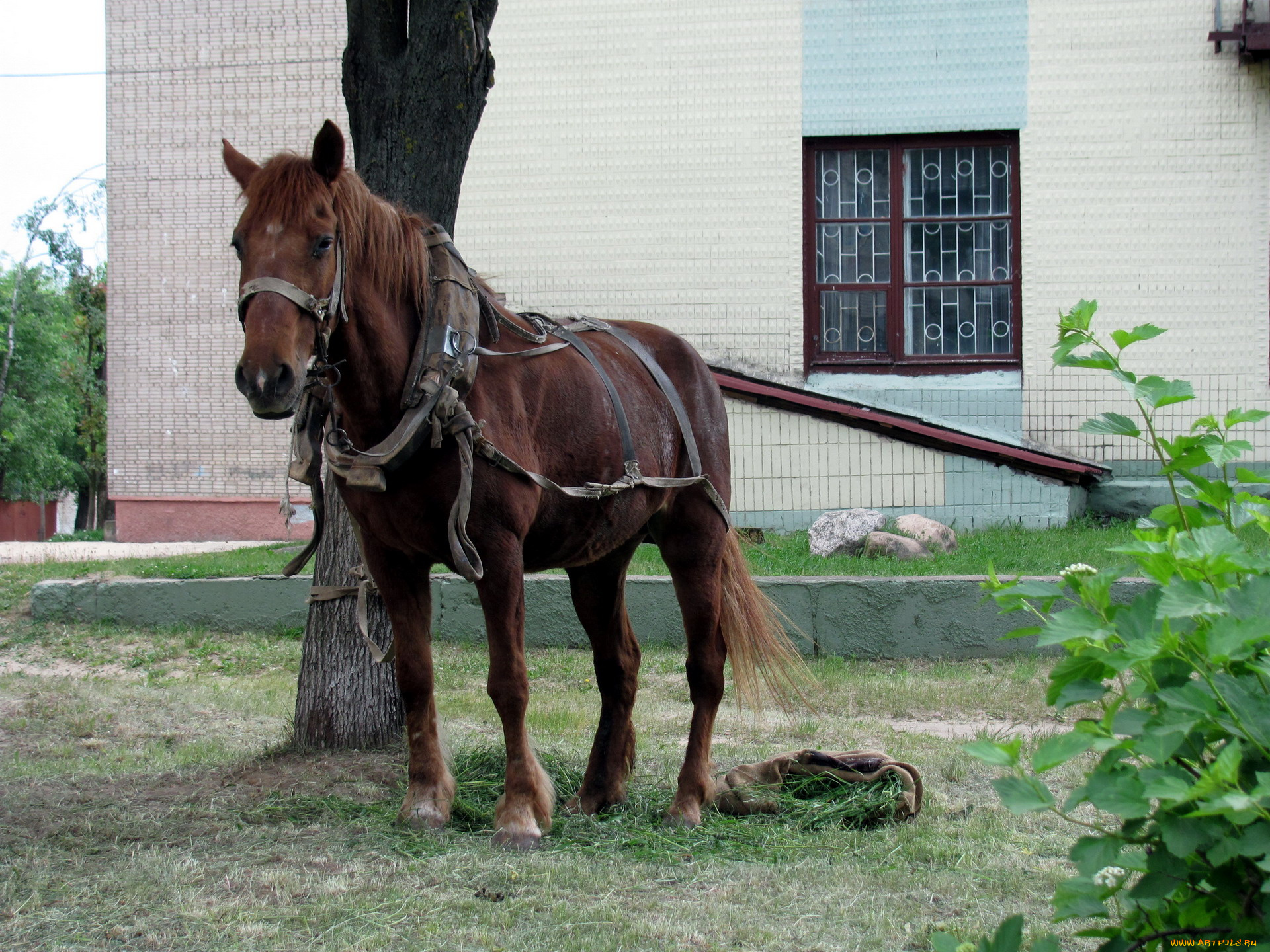 животные, лошади, упряжь