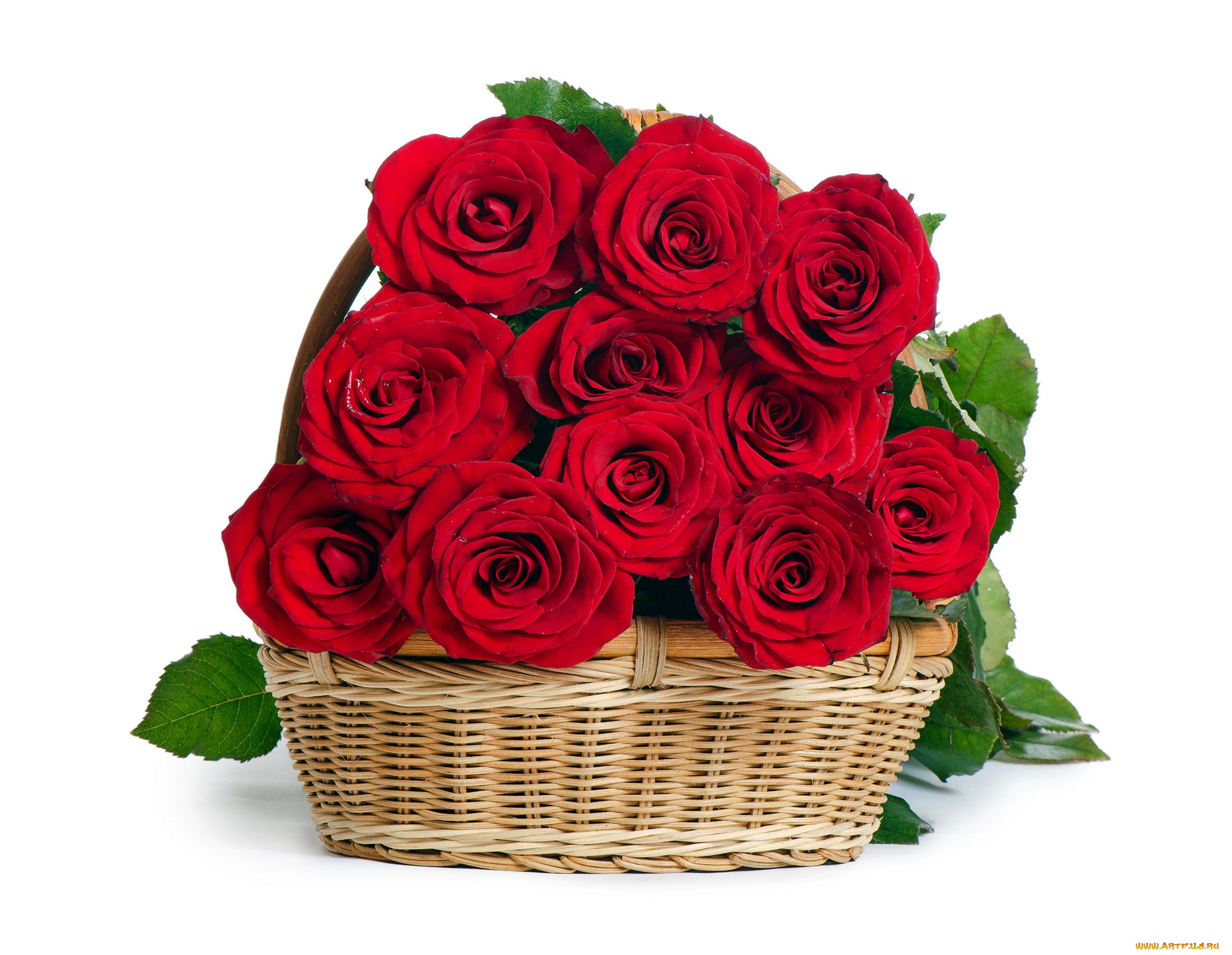 цветы, розы, корзинка