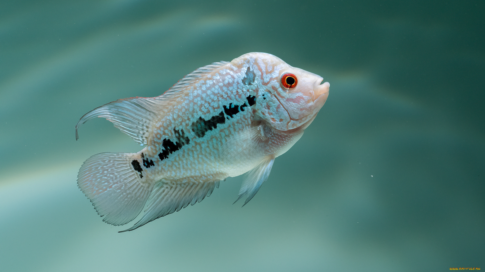 животные, рыбы, рыбка