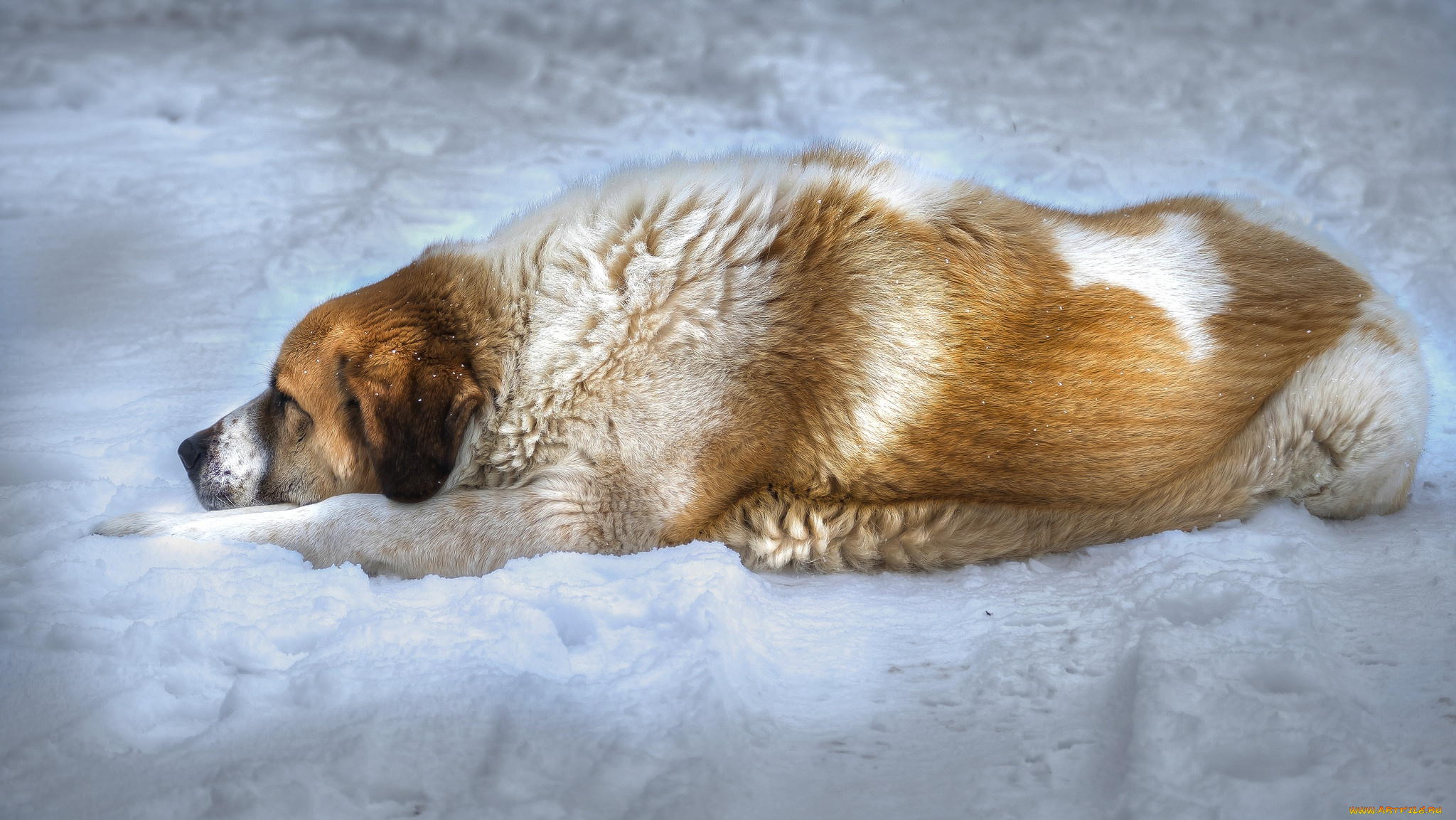 животные, собаки, пес