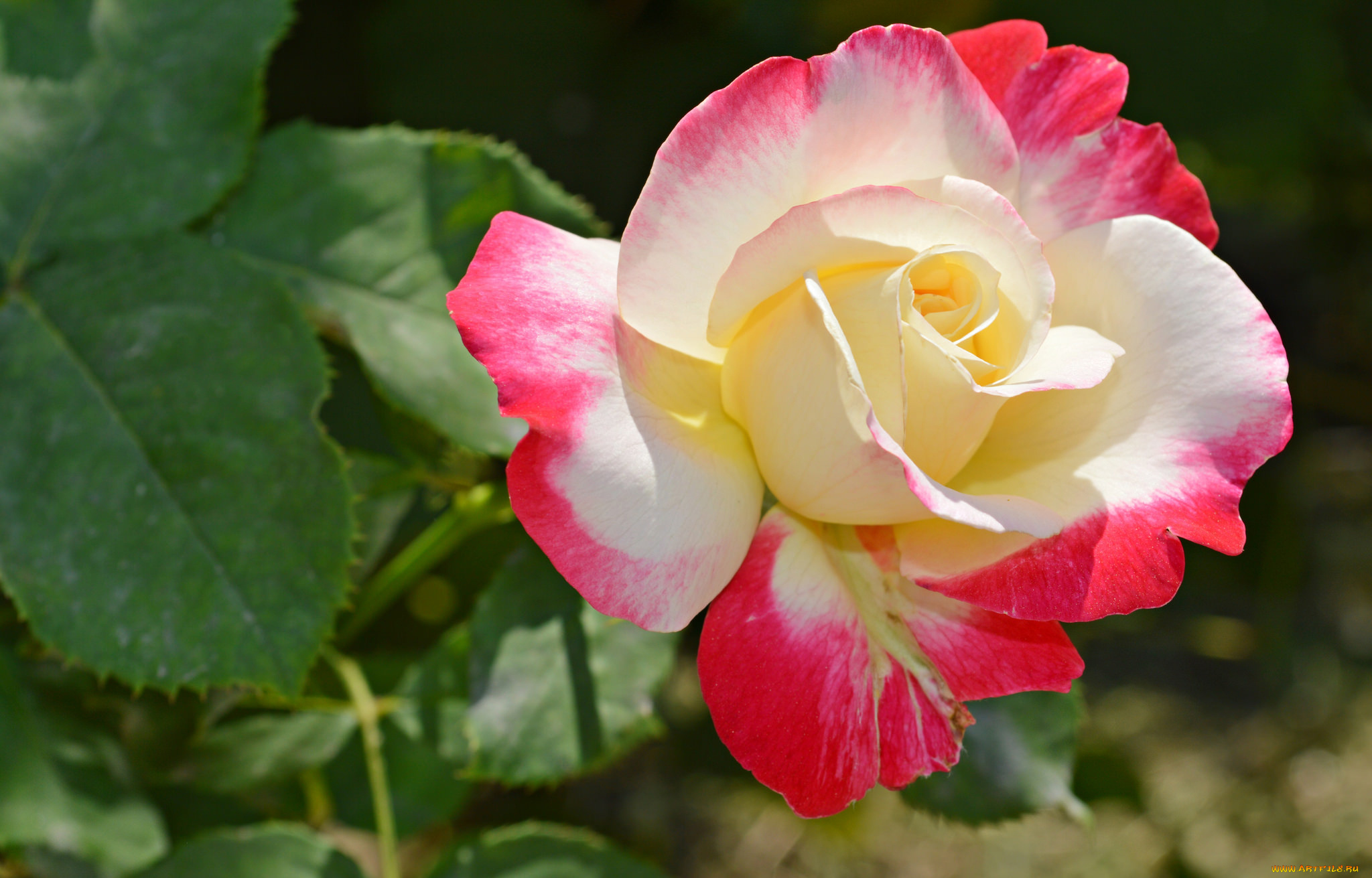 цветы, розы, куст, листья, лепестки, роза