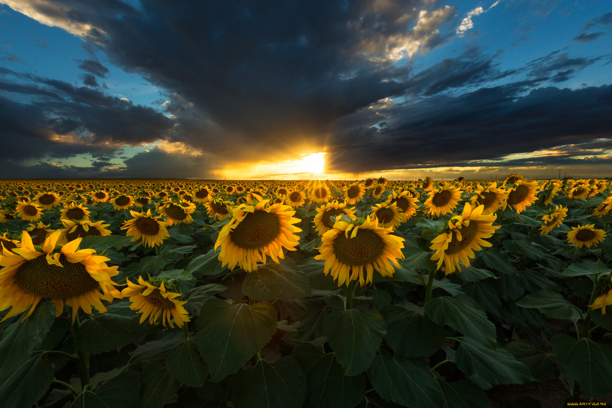 цветы, подсолнухи, природа, закат