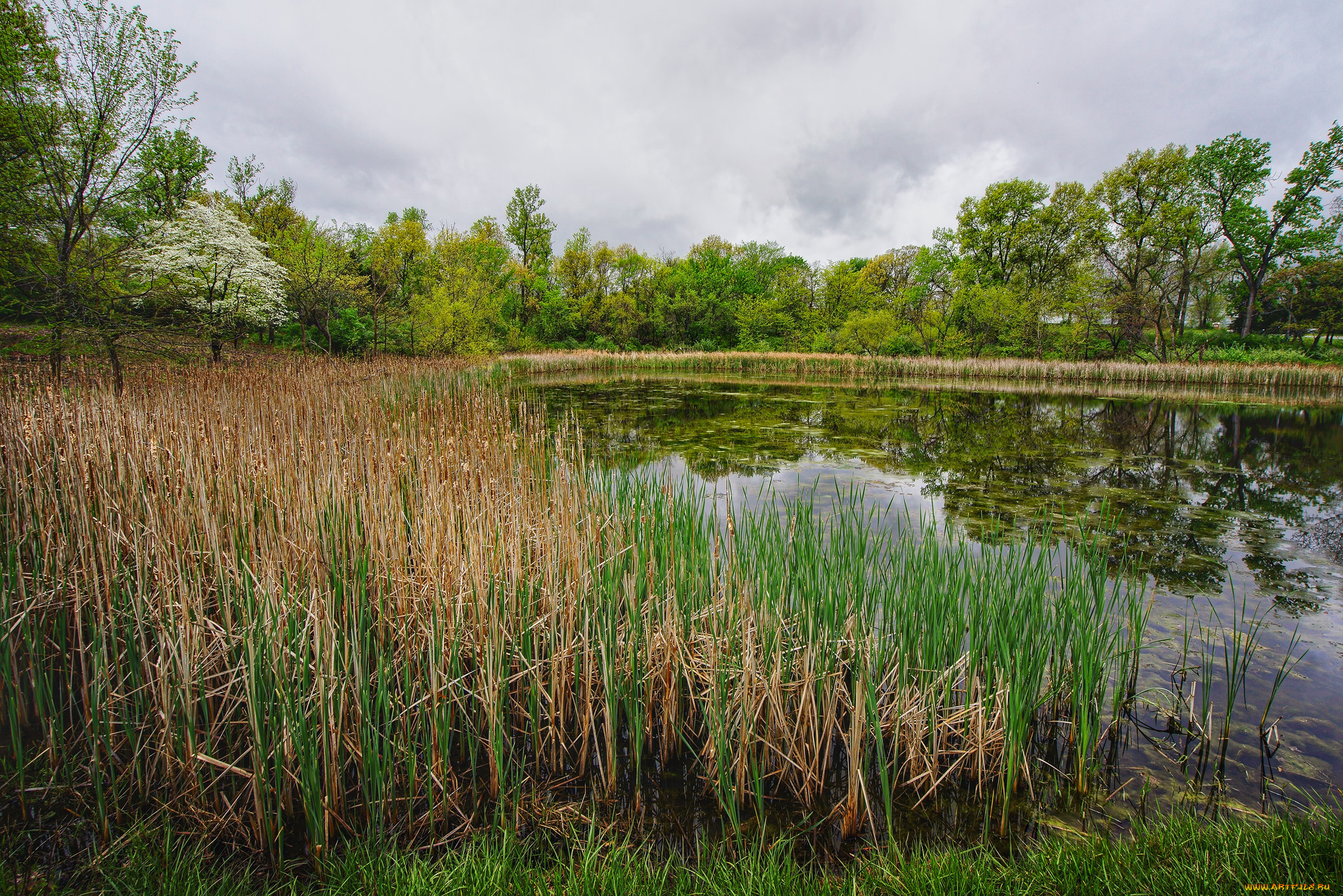природа, реки, озера, река, лес
