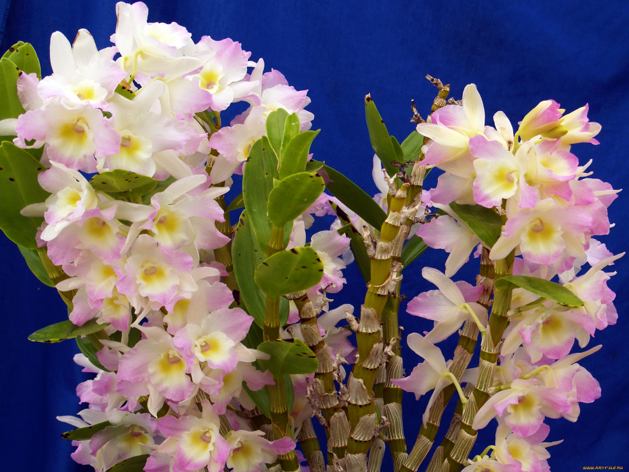 цветы, орхидеи, много