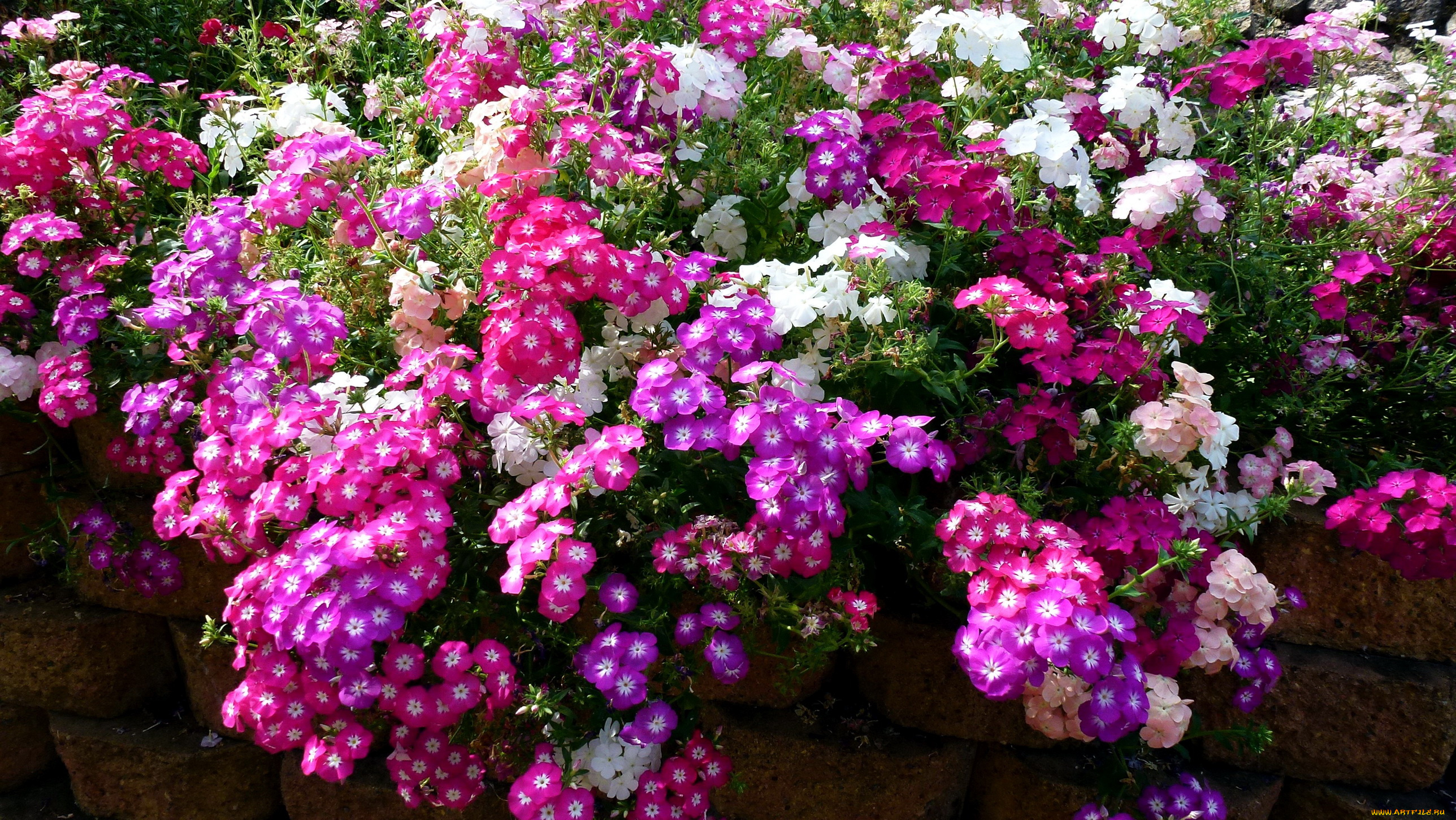 цветы, флоксы, сад, много
