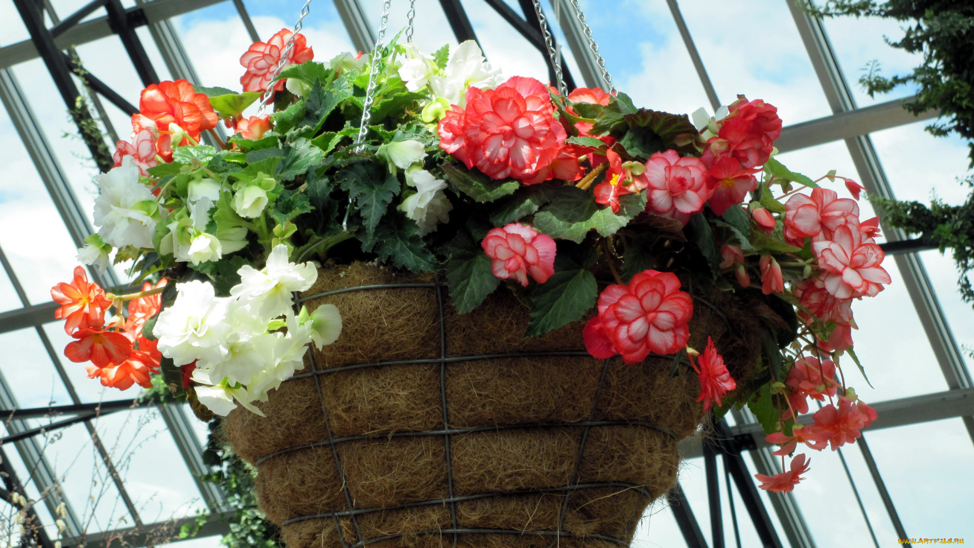 цветы, бегония, подвесной, вазон