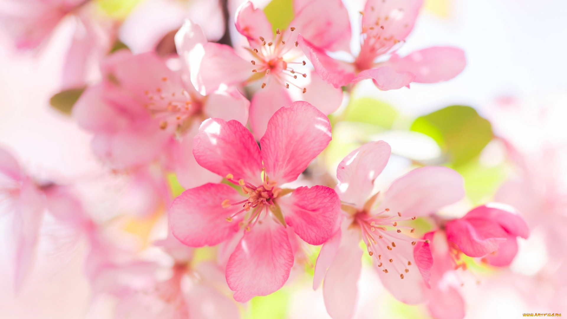 цветы, цветущие, деревья, , , кустарники, макро, цветение, цветки, яблоня