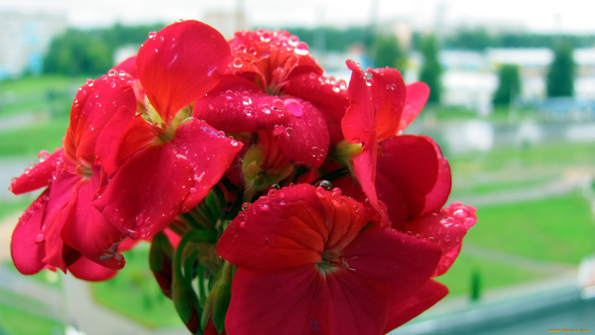 цветы, герань, капли, макро