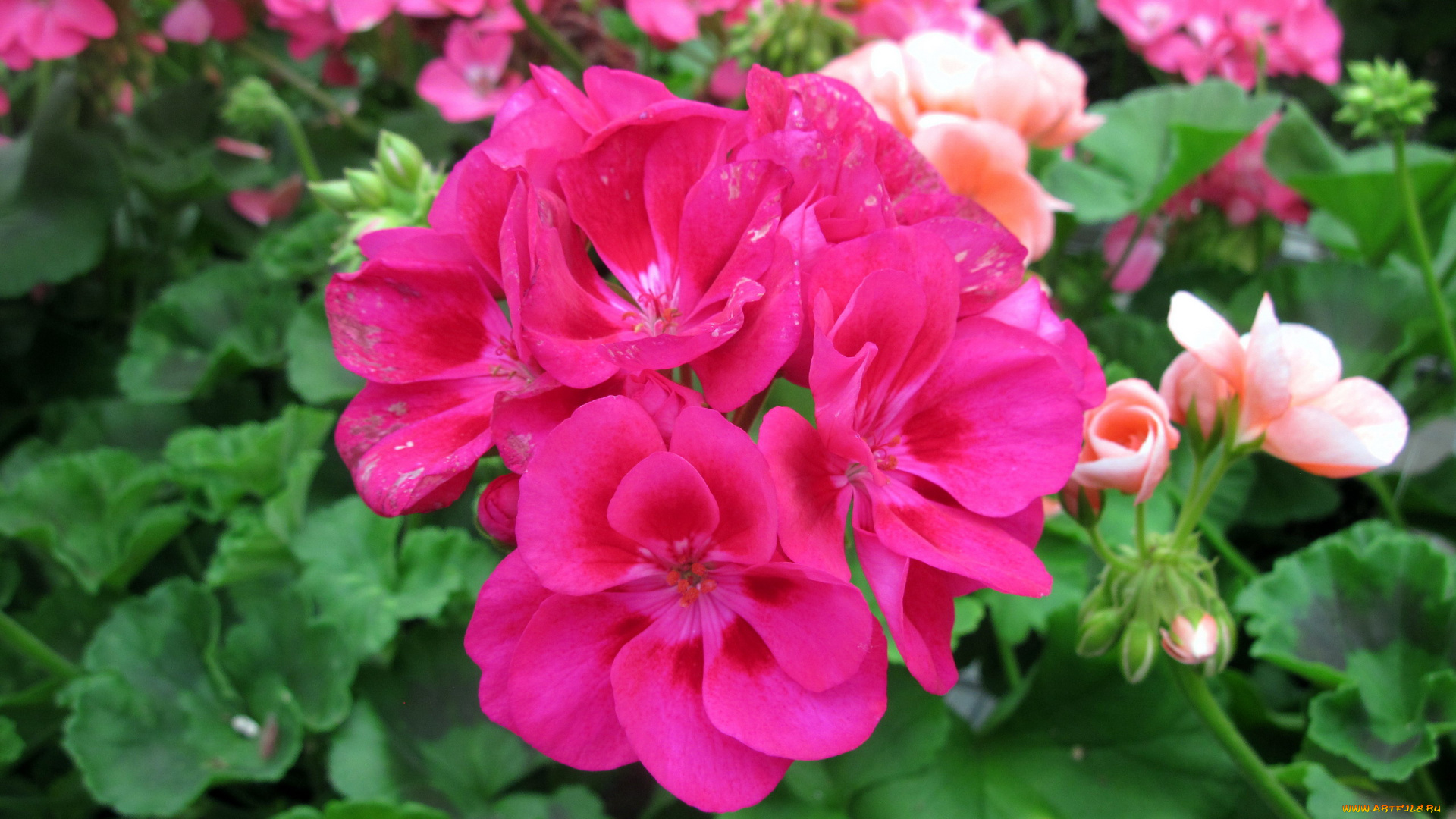 цветы, герань, розовый