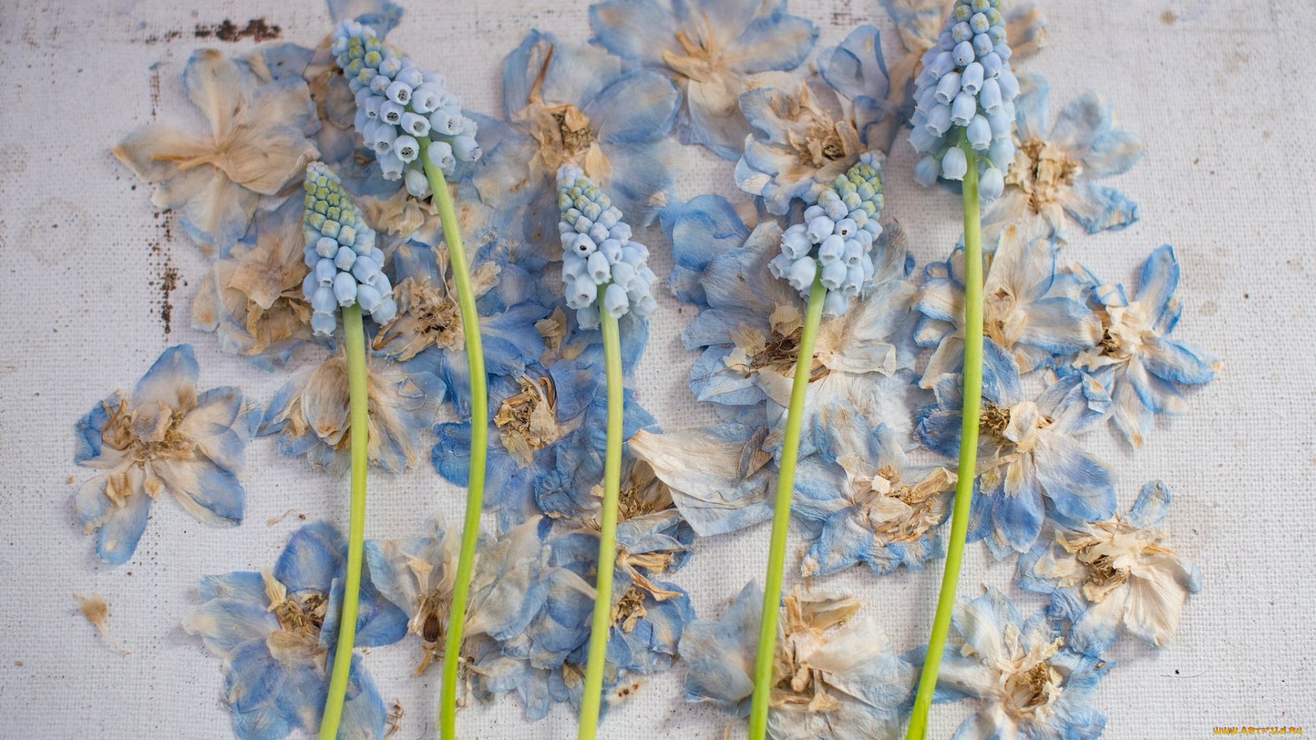 цветы, гиацинты, стиль, композиция, лепестки, мышиный, гиацинт, мускари