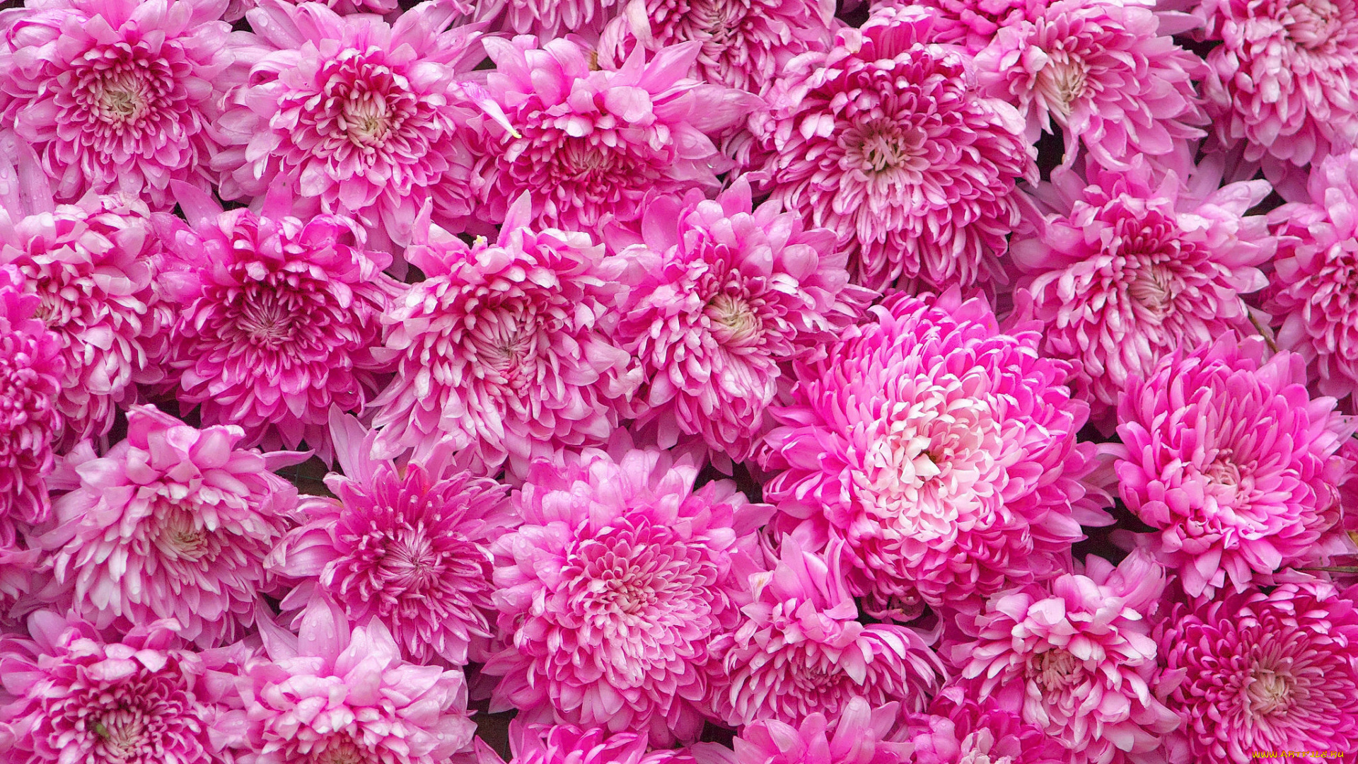 цветы, хризантемы, текстура, бутоны