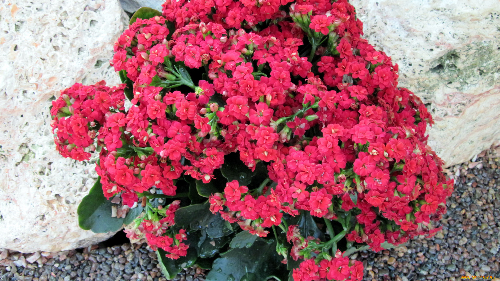 цветы, каланхоэ, малиновый