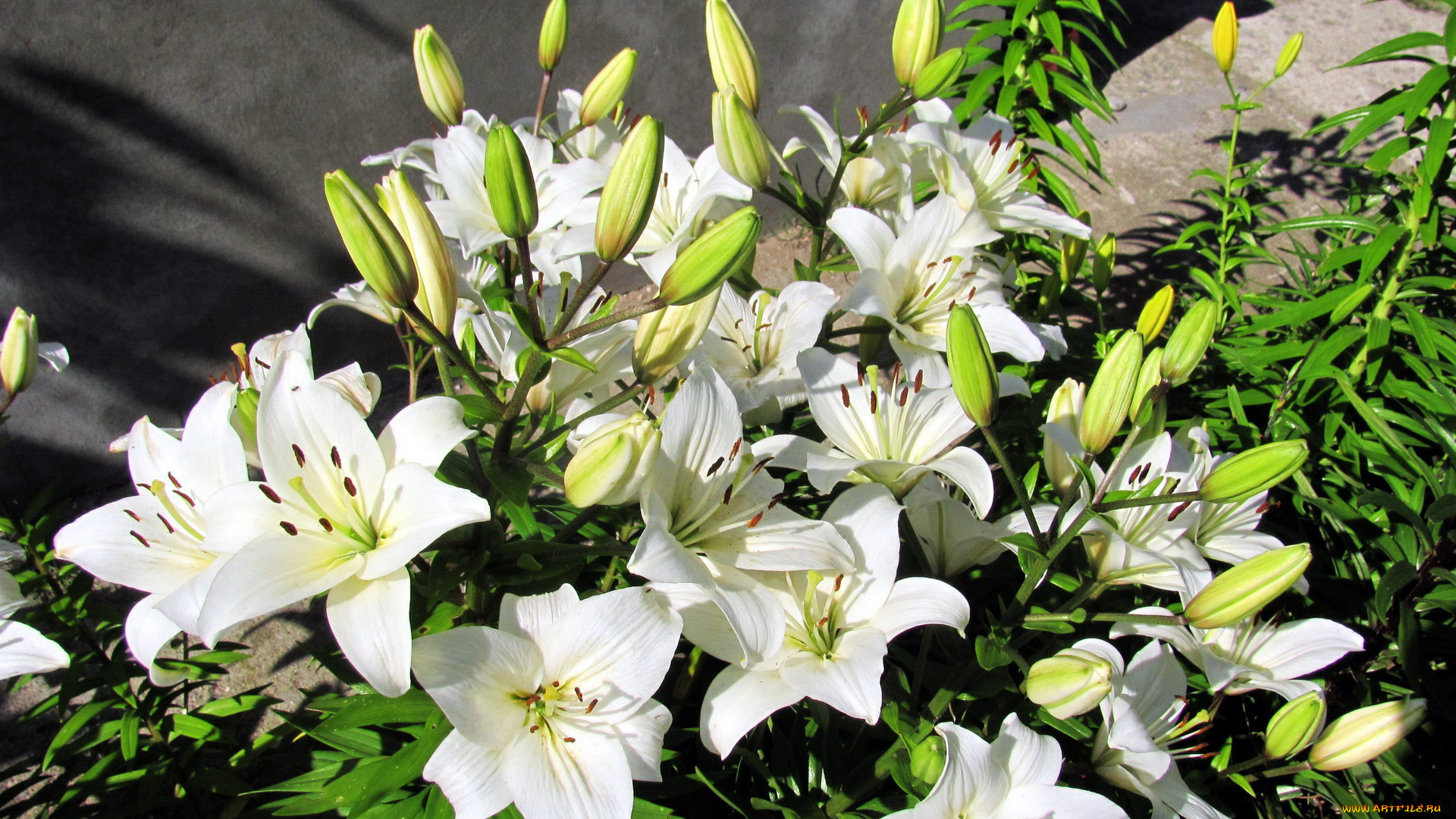 цветы, лилии, , лилейники, белый