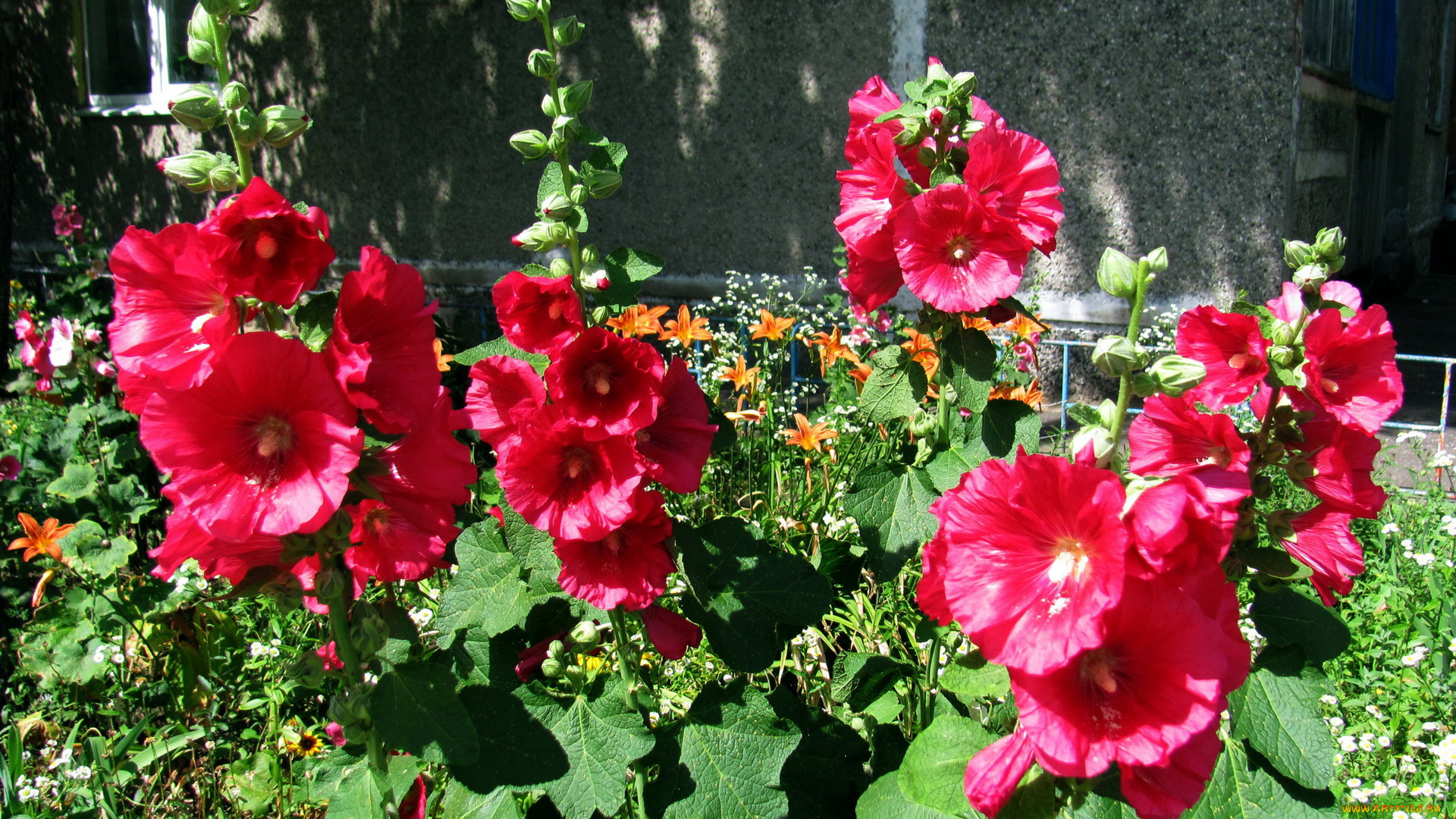 цветы, мальвы, малиновый