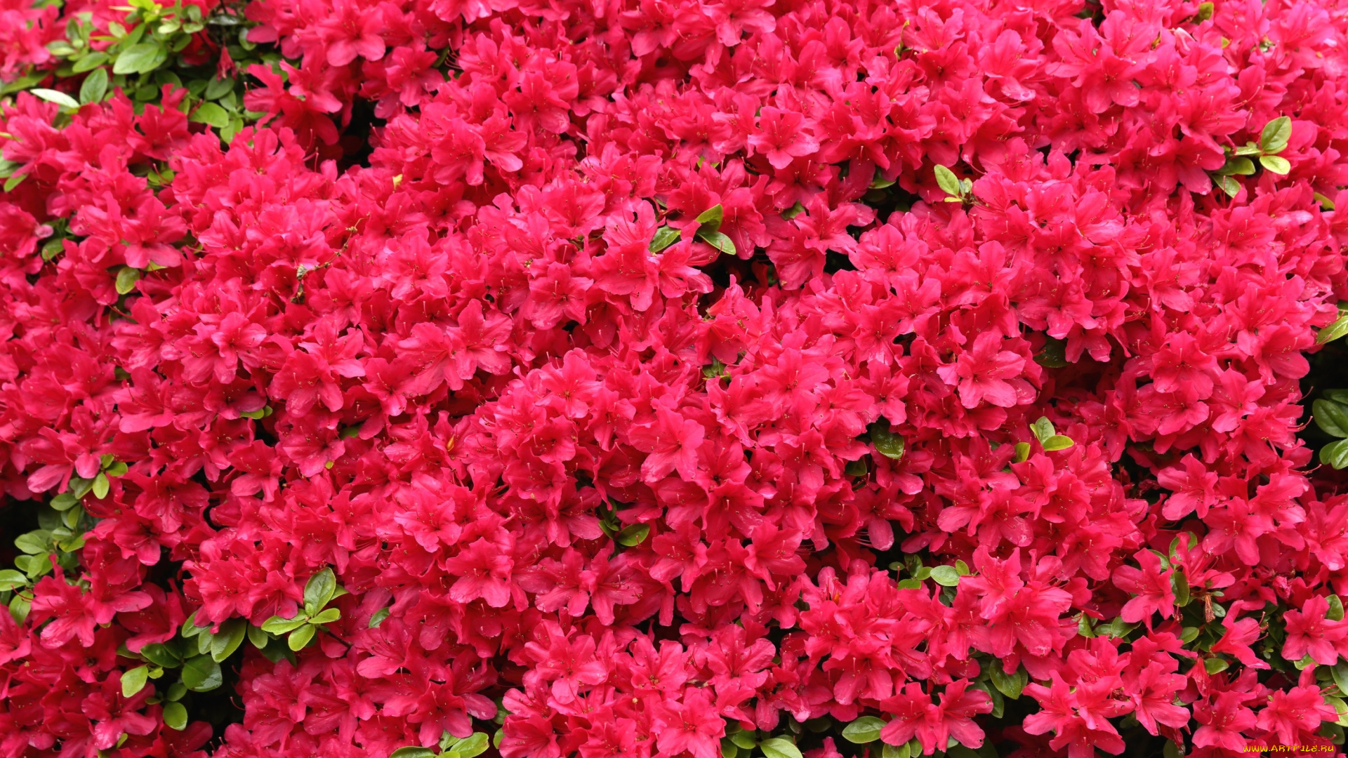 цветы, рододендроны, , азалии, рододендрон, азалия, цветение