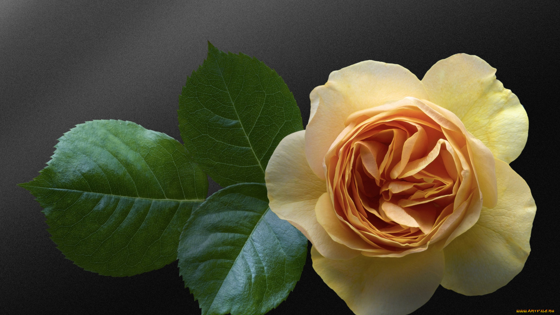 цветы, розы, фон, листочки, бутон, жёлтая, роза